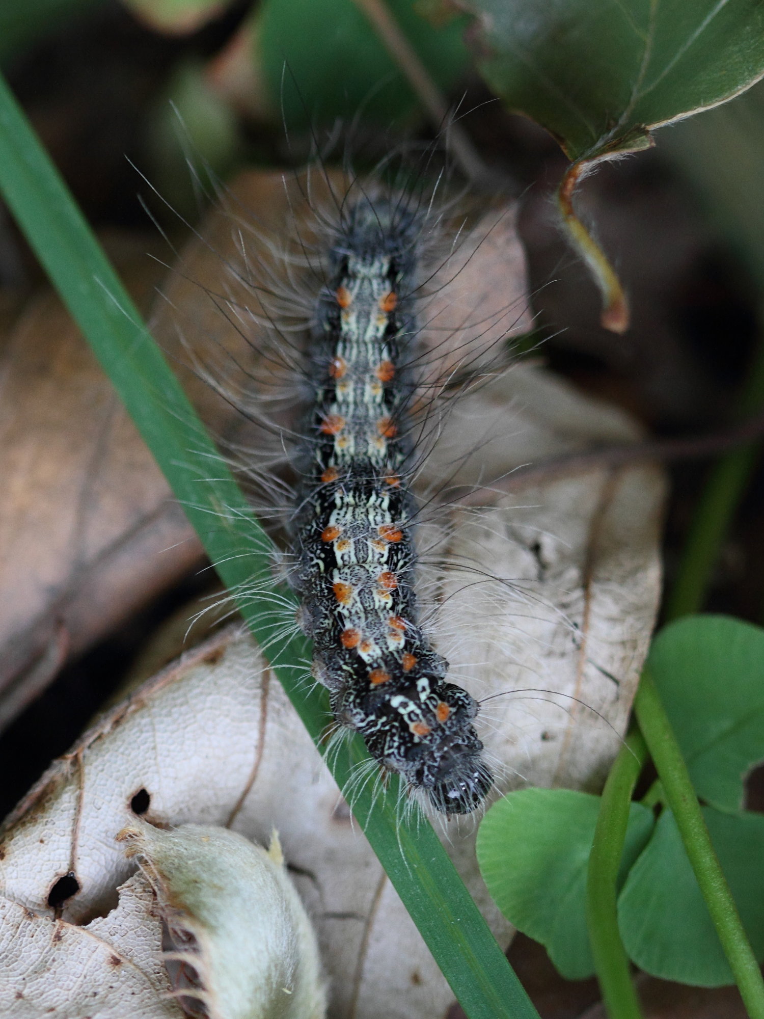 Afficher le média lithosia_quadra_ch3bd lithosia_quadra_ch3bd