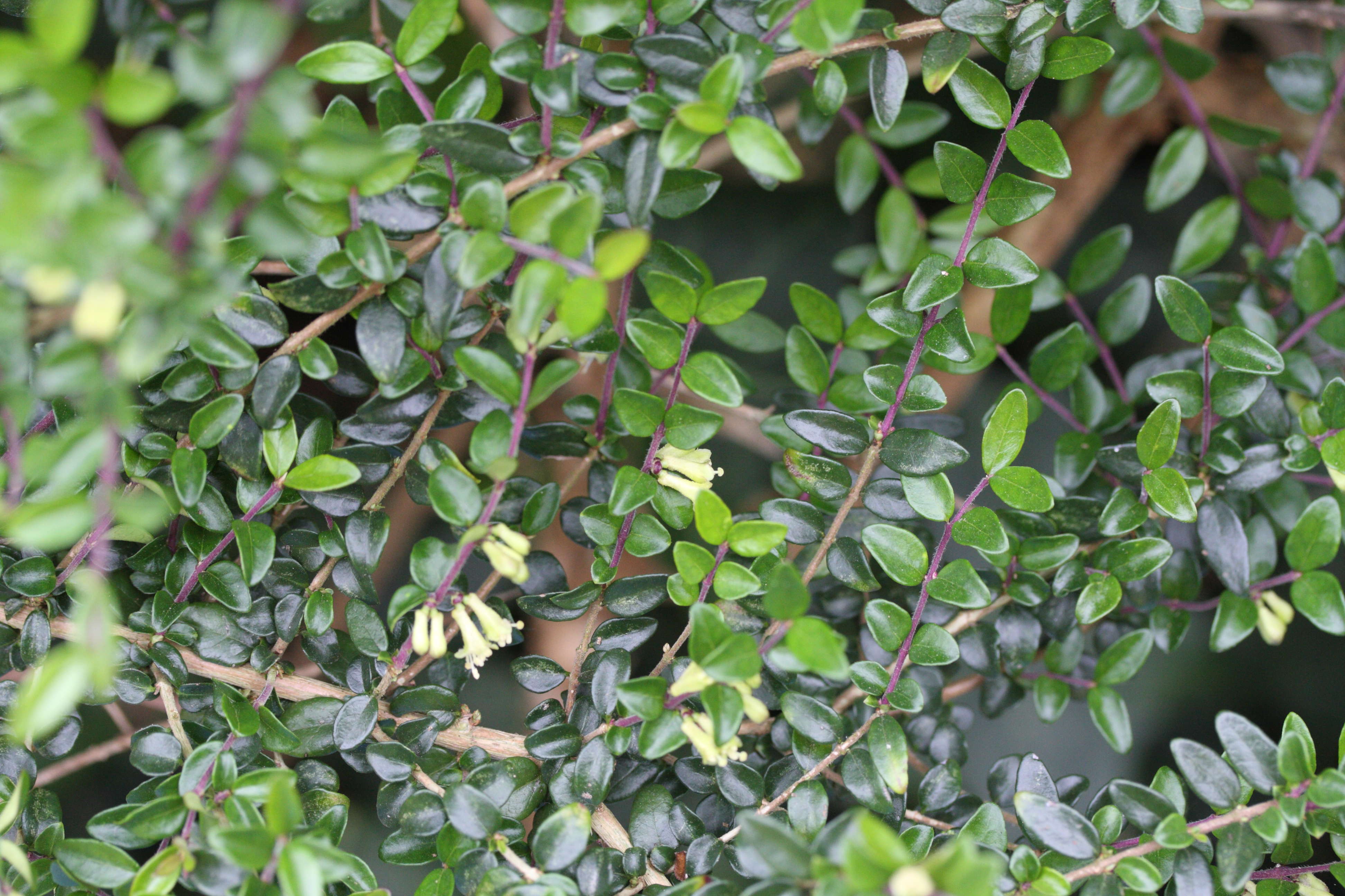 lonicera_nitida4md