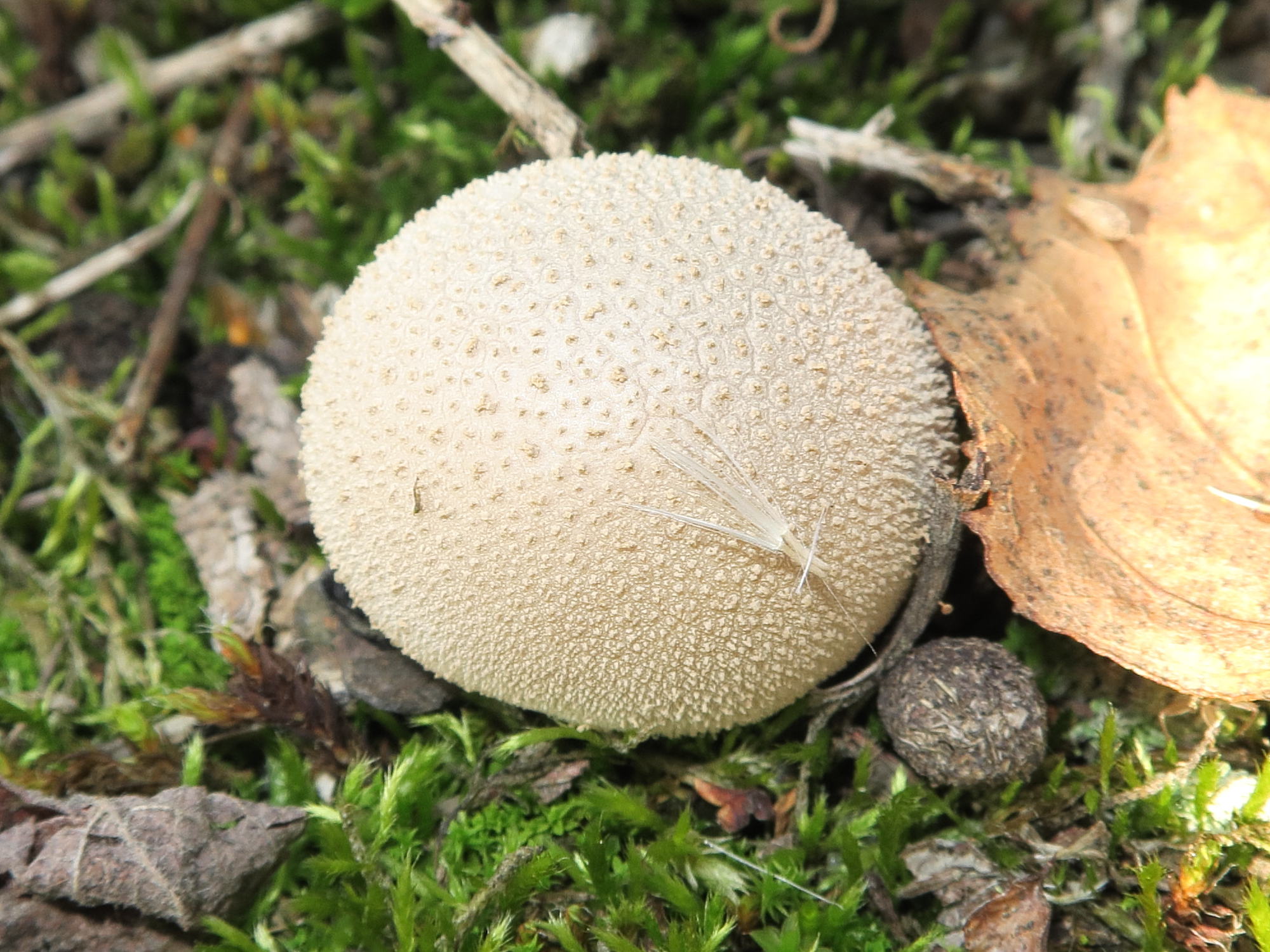 Afficher le média lycoperdon_lividum3md lycoperdon_lividum3md