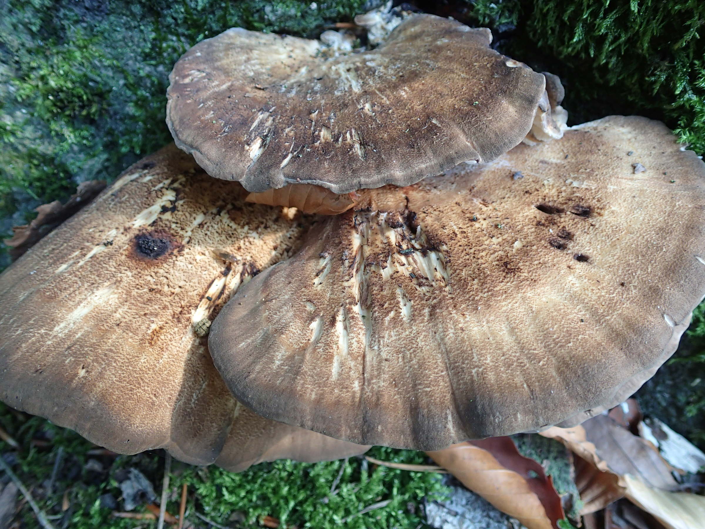 meripilus_giganteus1md