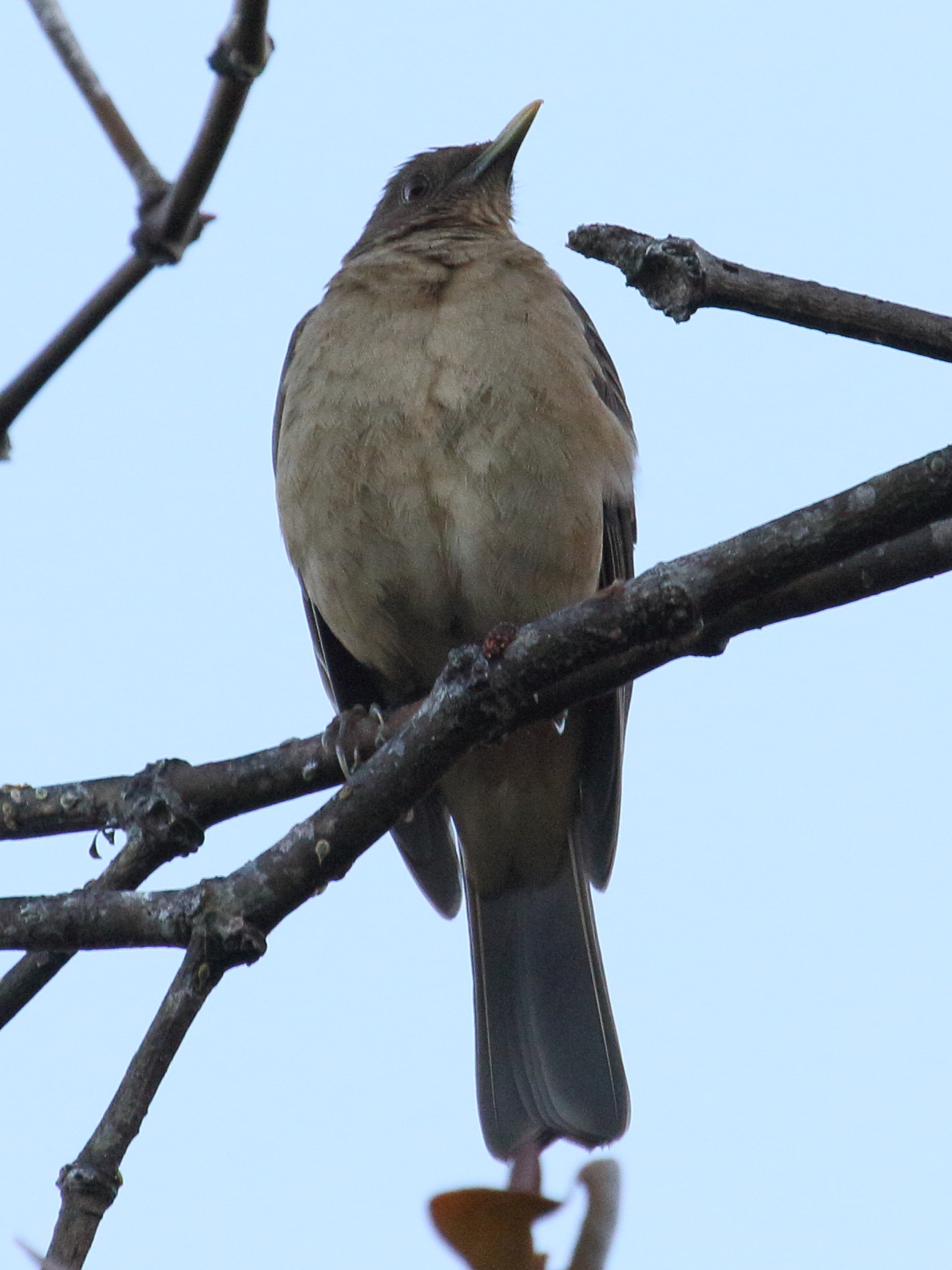 merle_fauve_-_turdus_grayi3bd