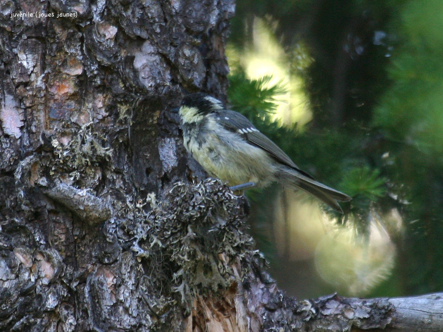 mesange_charbonniere_-_parus_major4bd