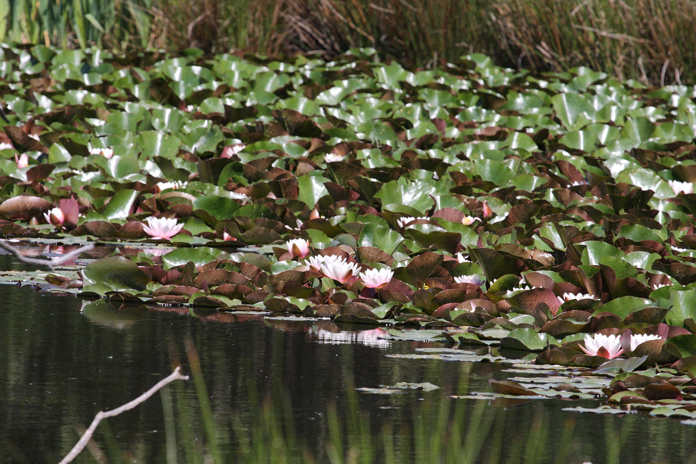 Afficher le média nymphaea_alba4md nymphaea_alba4md