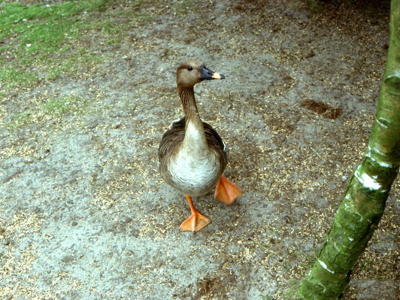 oie_des_moissons_-_anser_fabalis2md