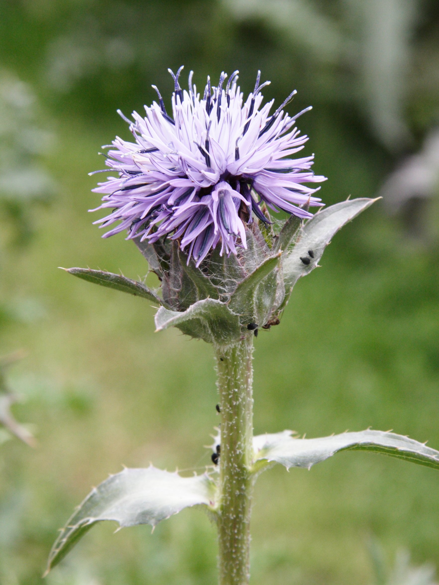 onobroma_caeruleum3md