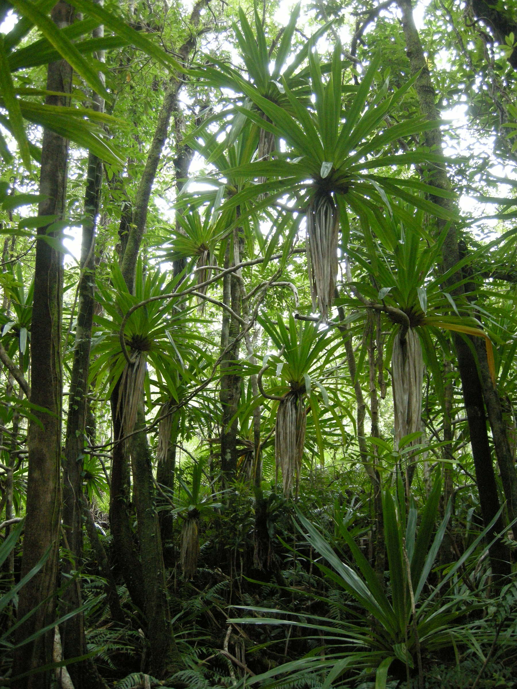 pandanus_purpurascens1md