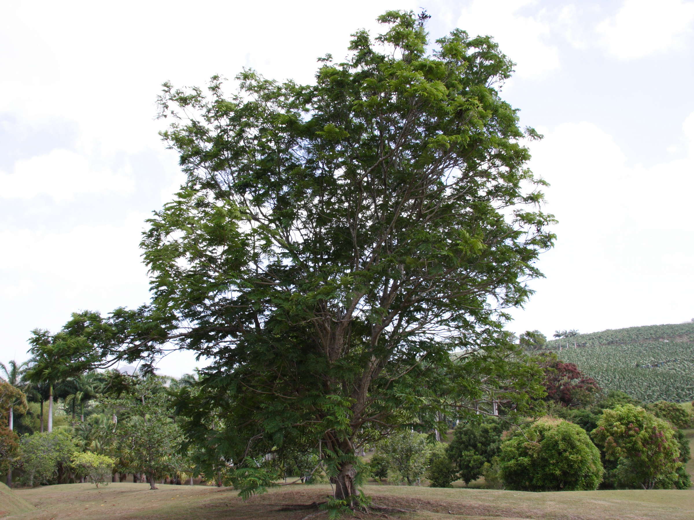 peltophorum_pterocarpum1md