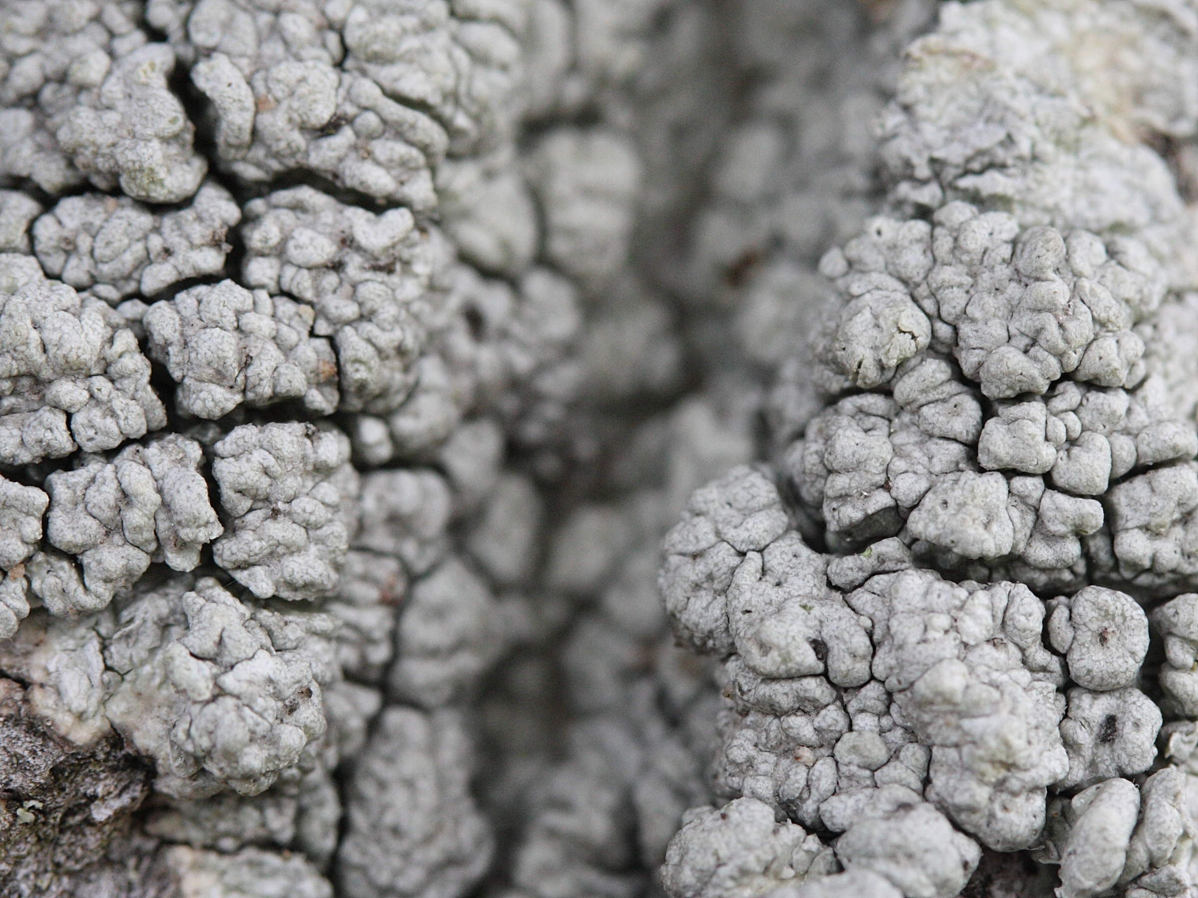 pertusaria_pertusa2md