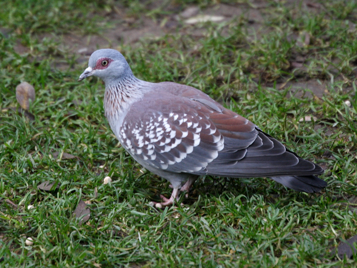 pigeon_de_guinee_-_columba_guinea1md