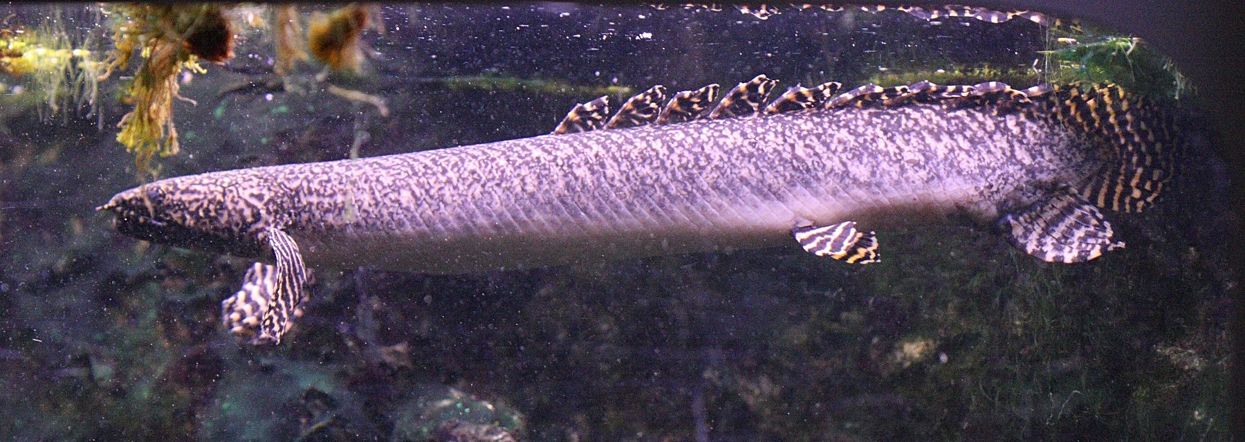 Afficher le média polypterus_palmas_palmas2bd polypterus_palmas_palmas2bd