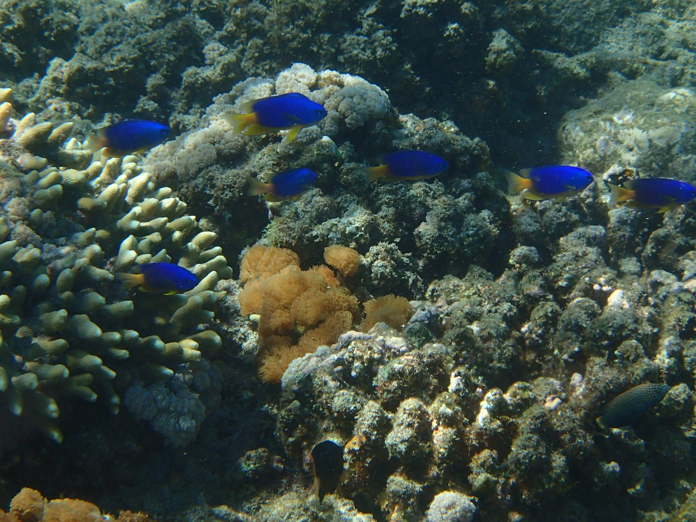 pomacentrus_caeruleus1bd