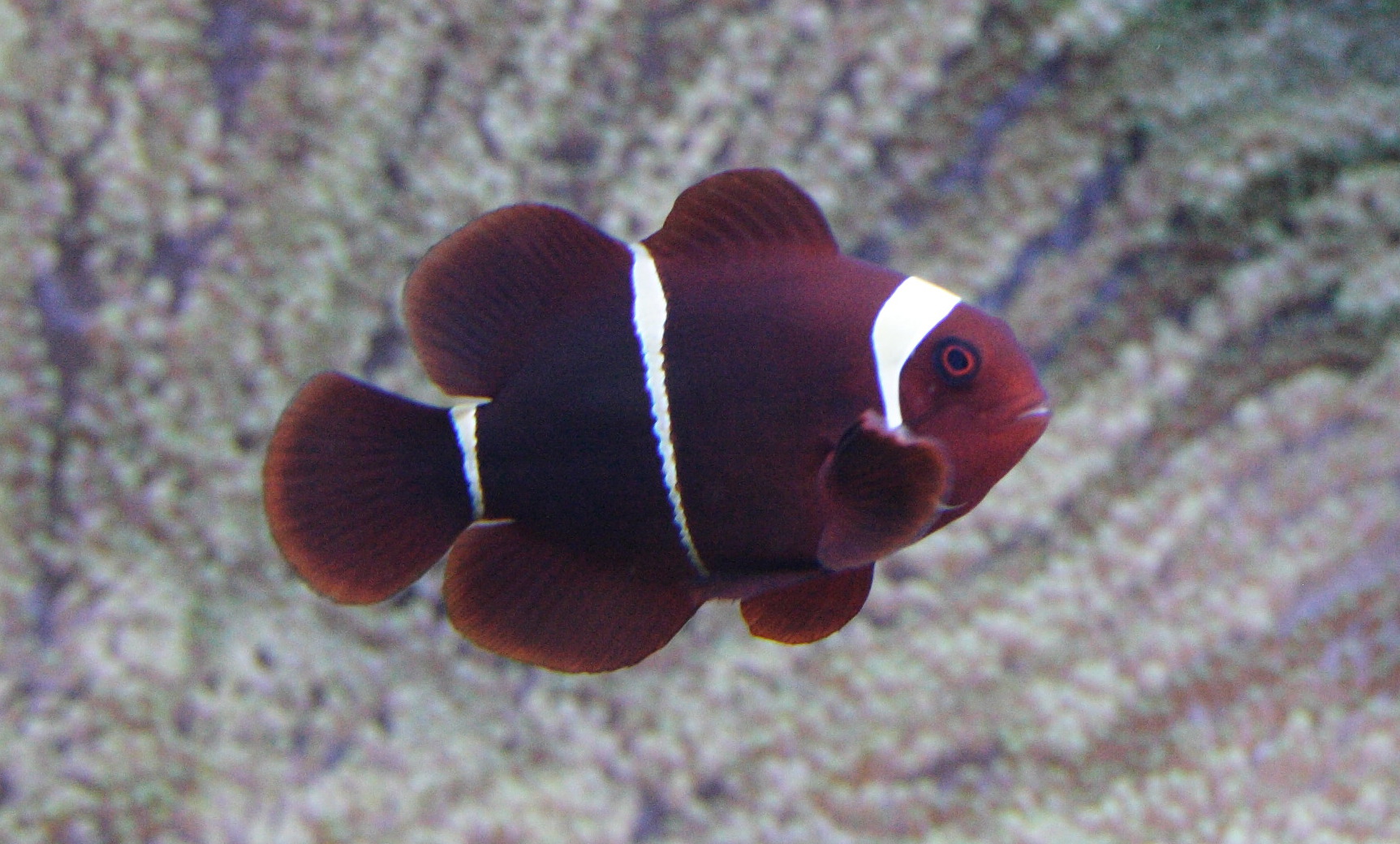 premnas_biaculeatus1md