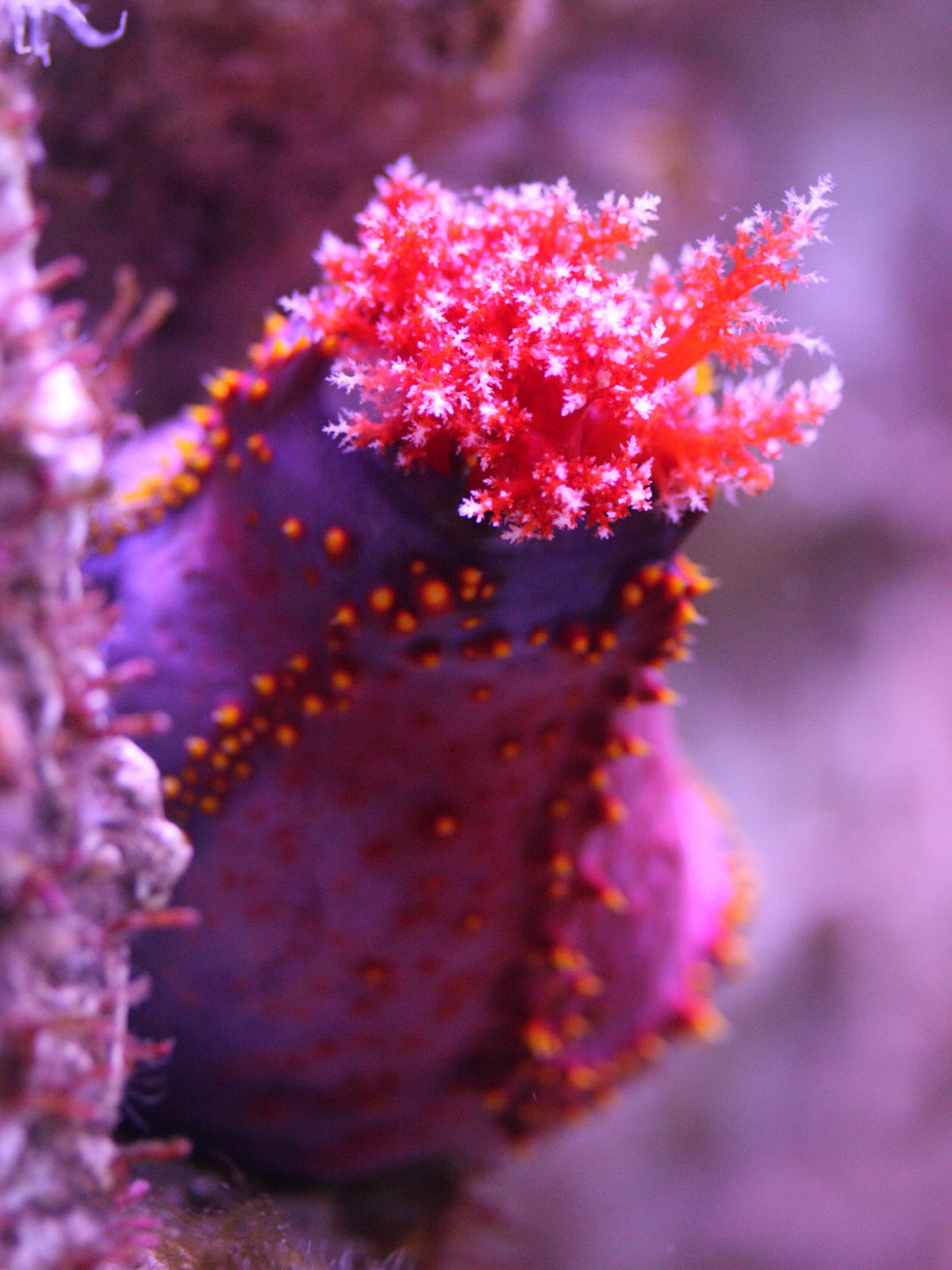 Afficher le média pseudocolochirus_axiologus1md pseudocolochirus_axiologus1md