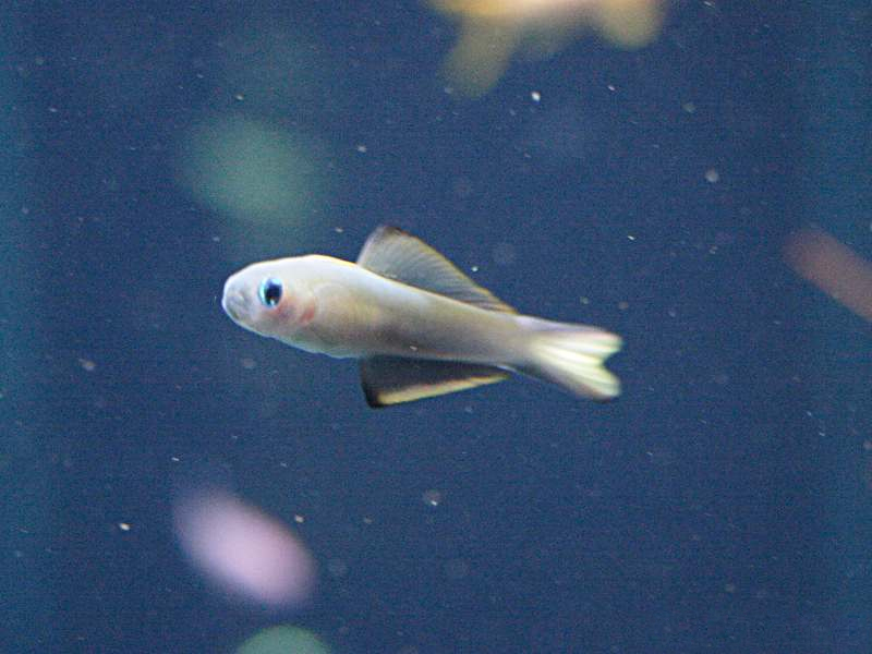 ptereleotris_evides1md