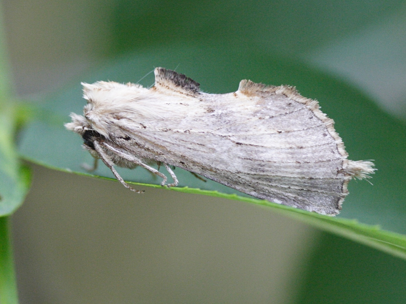 pterostoma_palpina3md