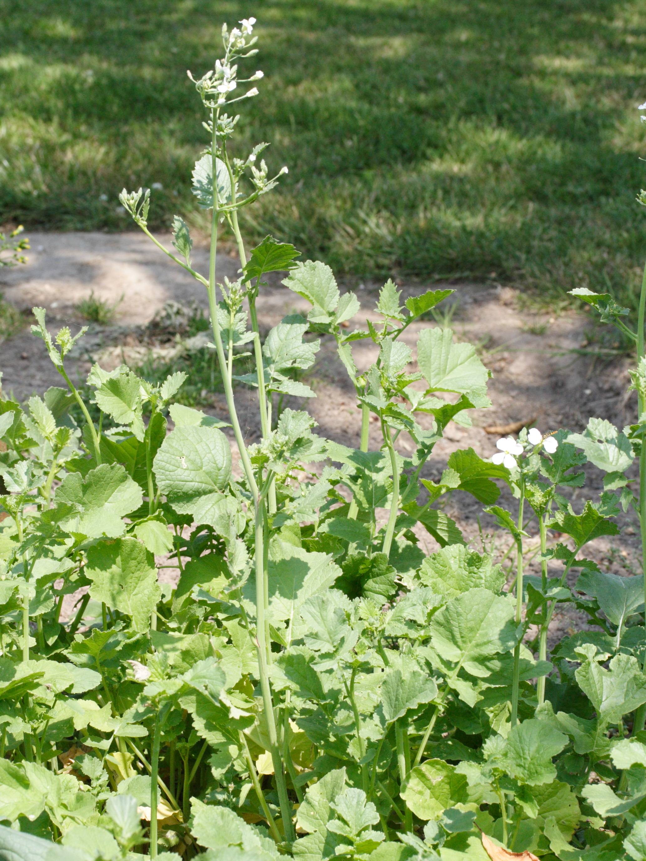 Afficher le média raphanus_sativus3md raphanus_sativus3md