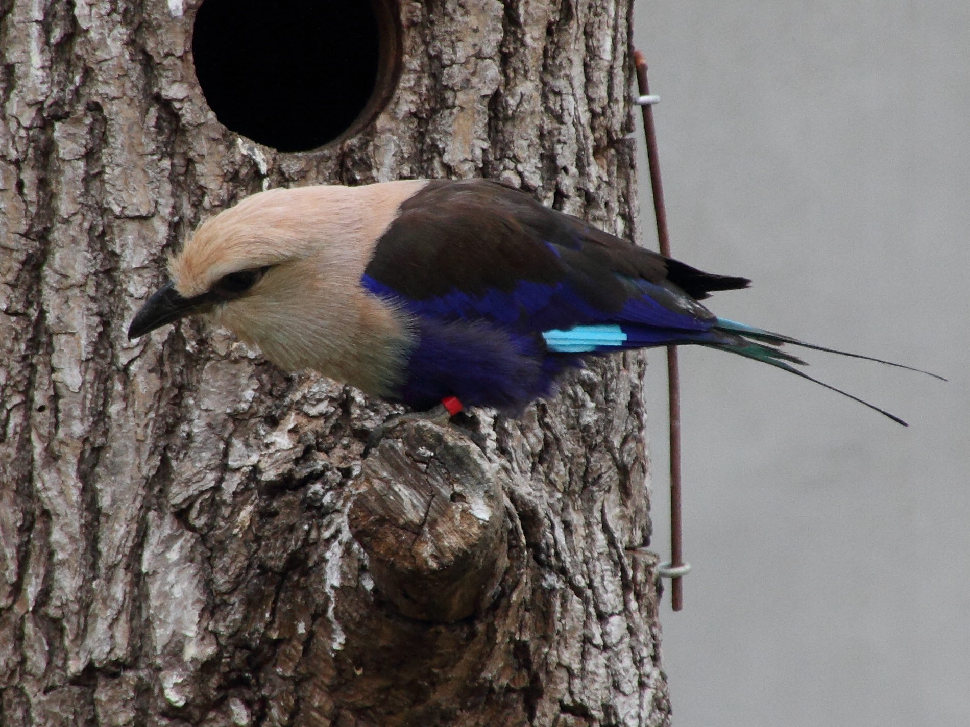 rollier_a_ventre_bleu_-_coracias_cyanogaster1md