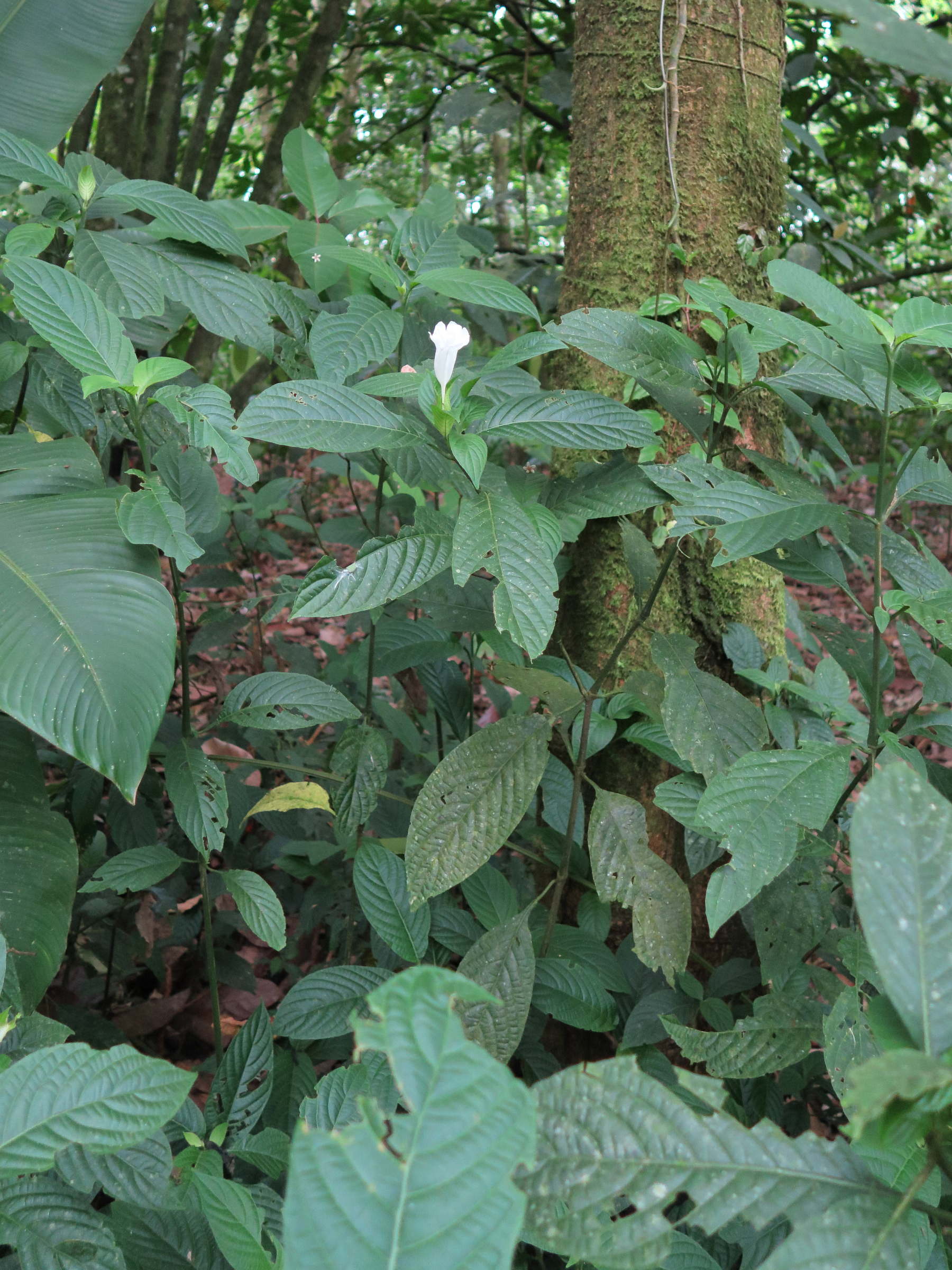 ruellia_tubiflora1md