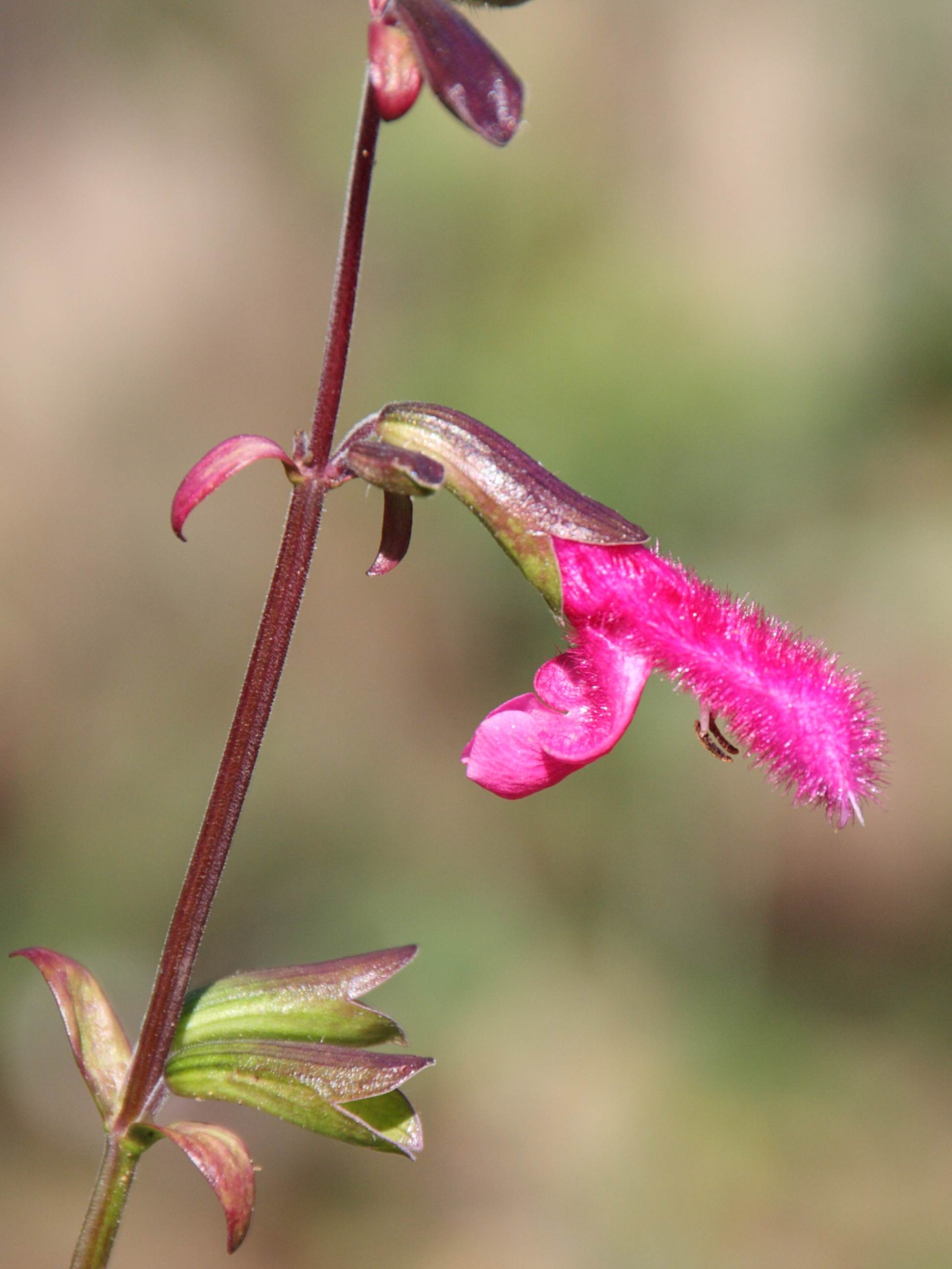 salvia_buchananii3bd