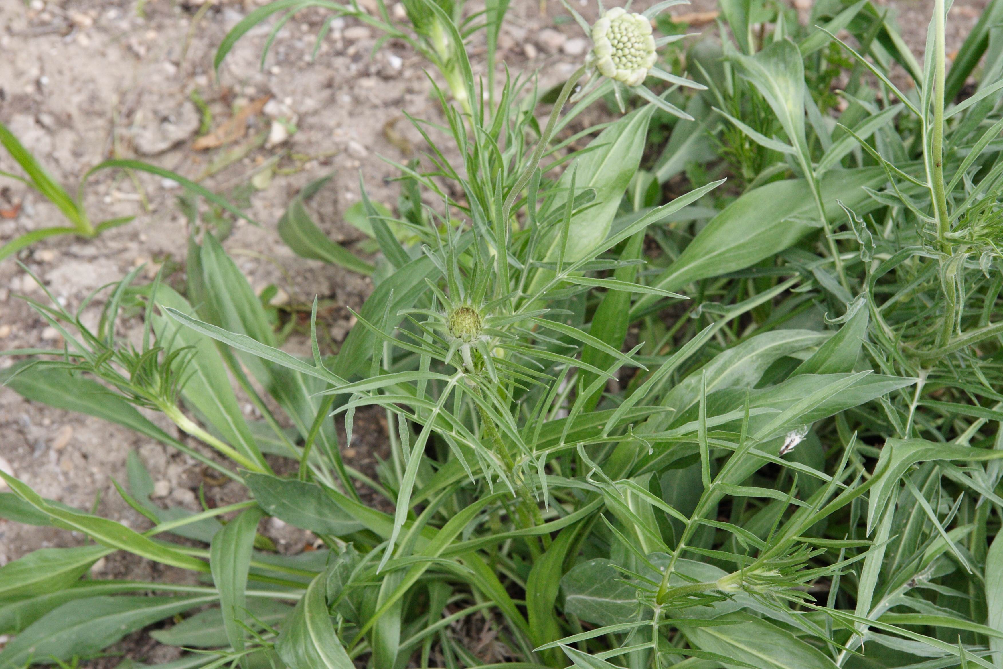Afficher le média scabiosa_caucasica3md scabiosa_caucasica3md
