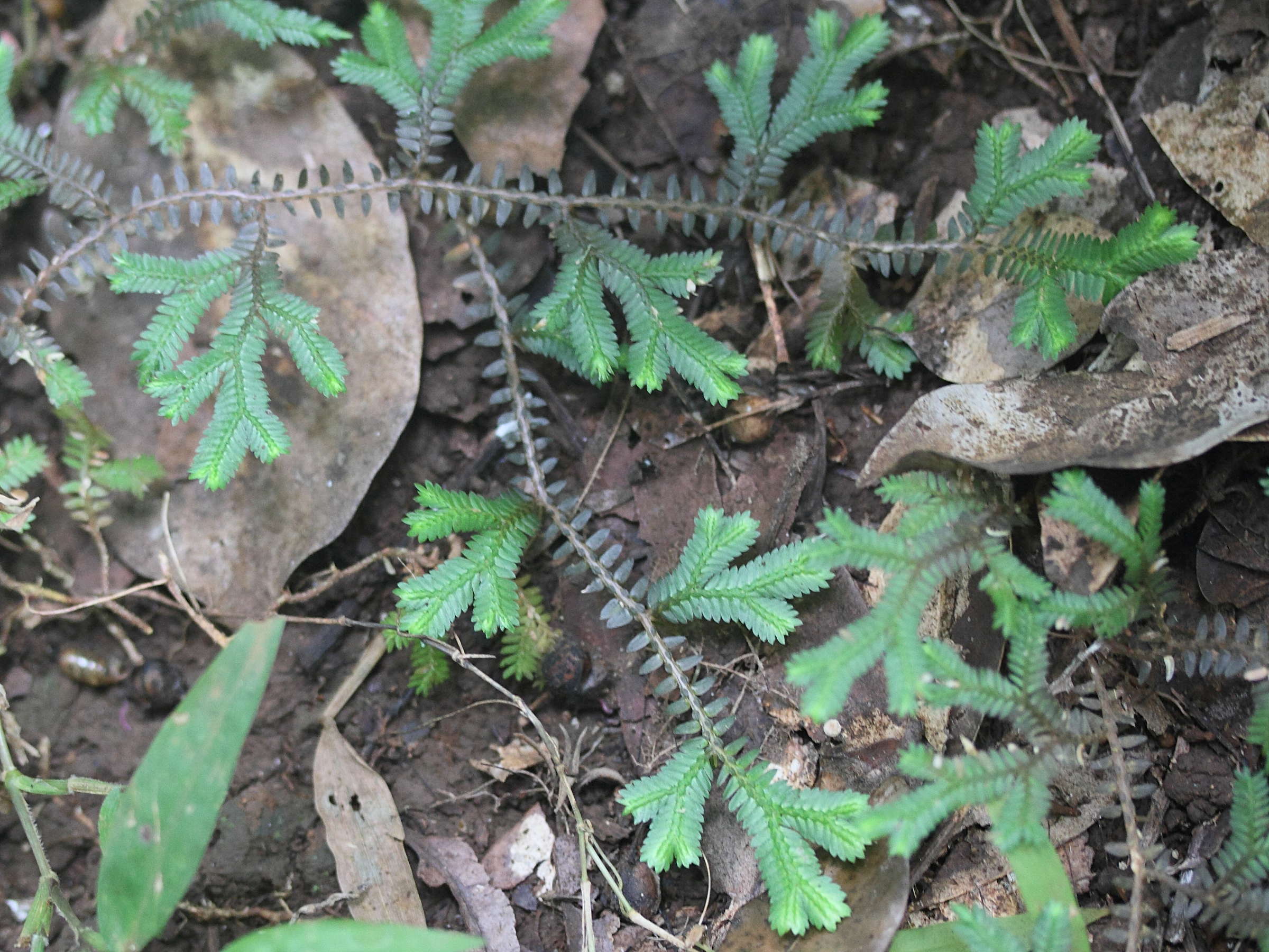 selaginella_fissidentoides1md
