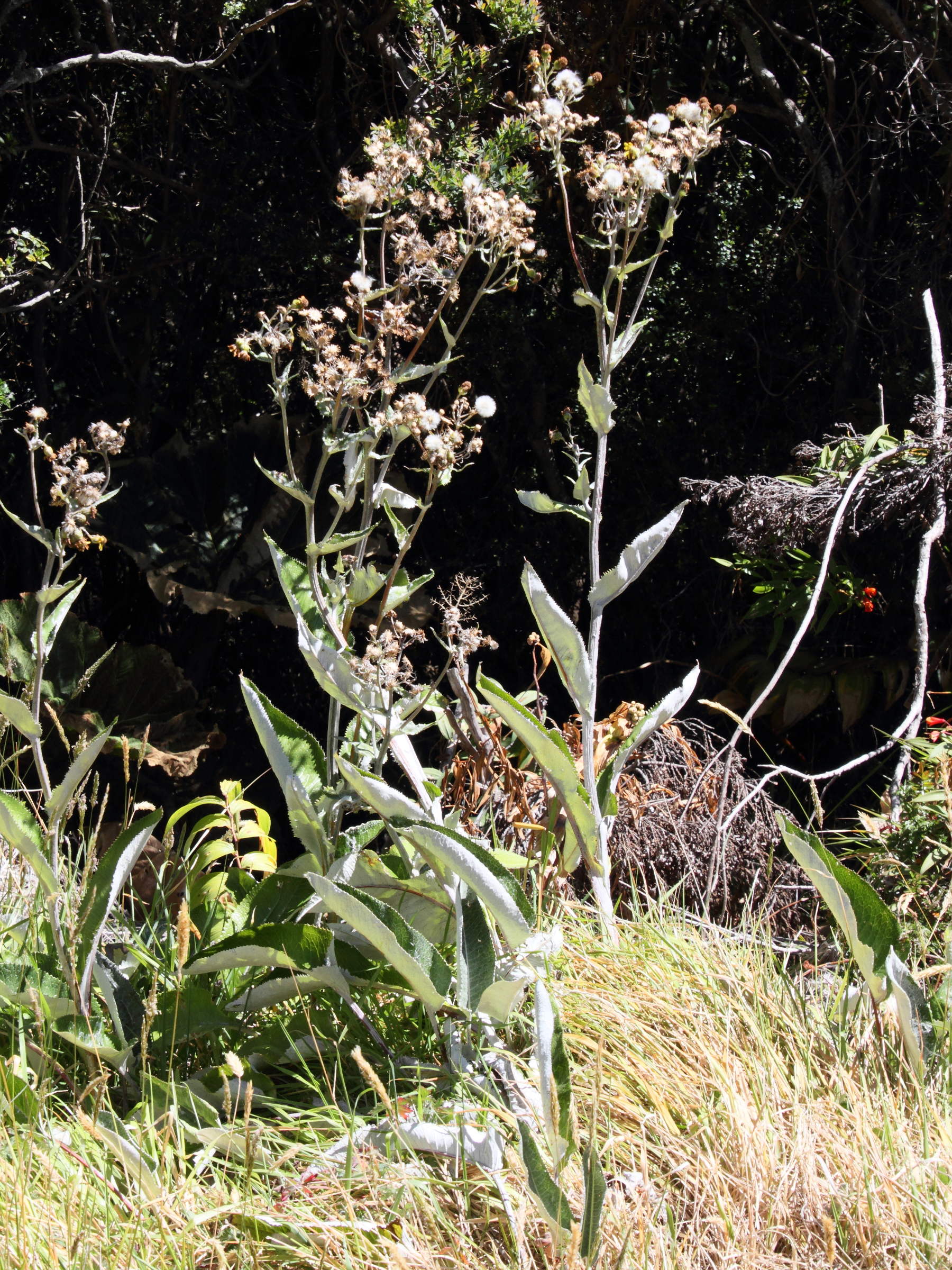 senecio_oerstedianus1md