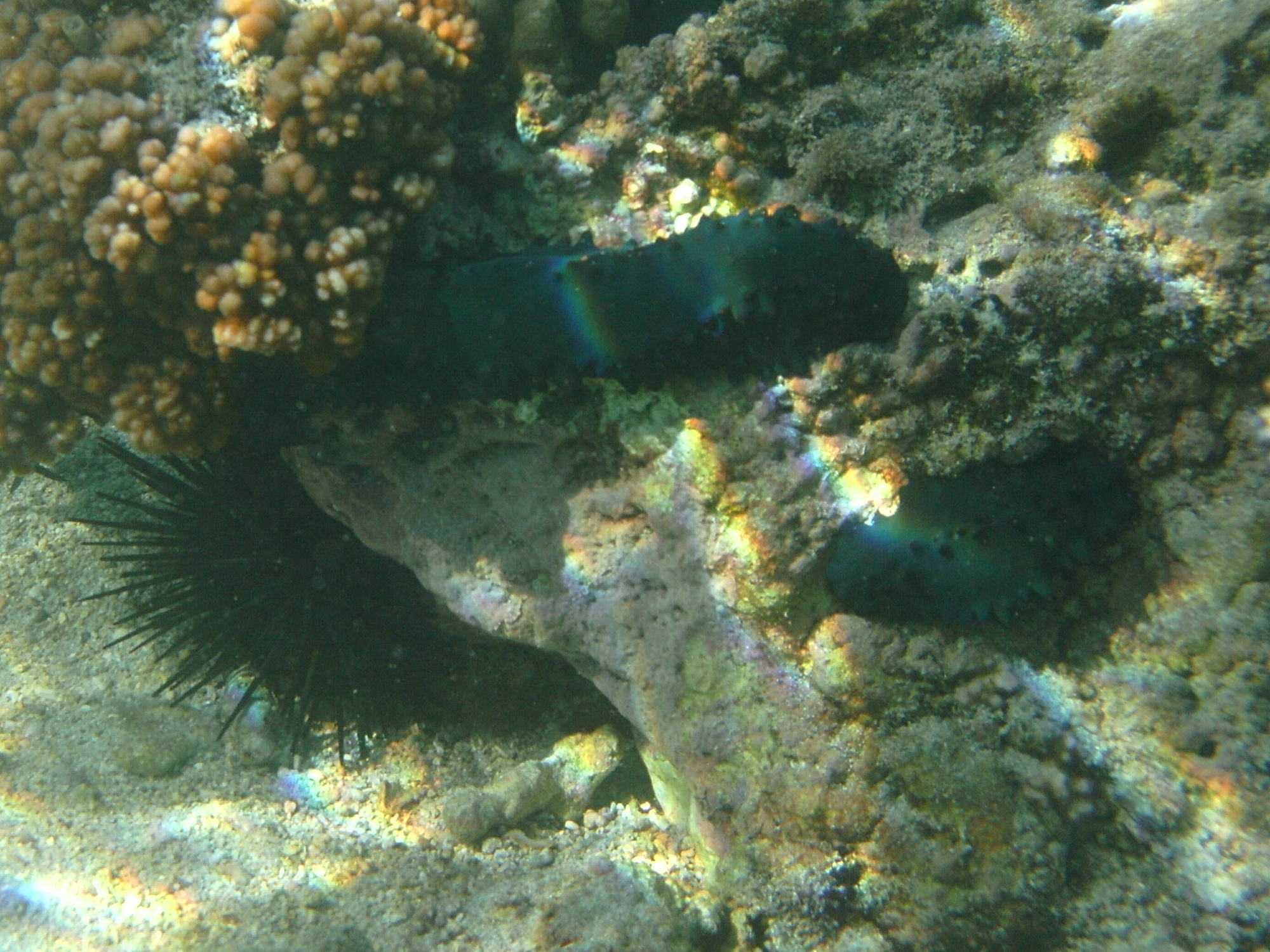 stichopus_chloronotus1bd