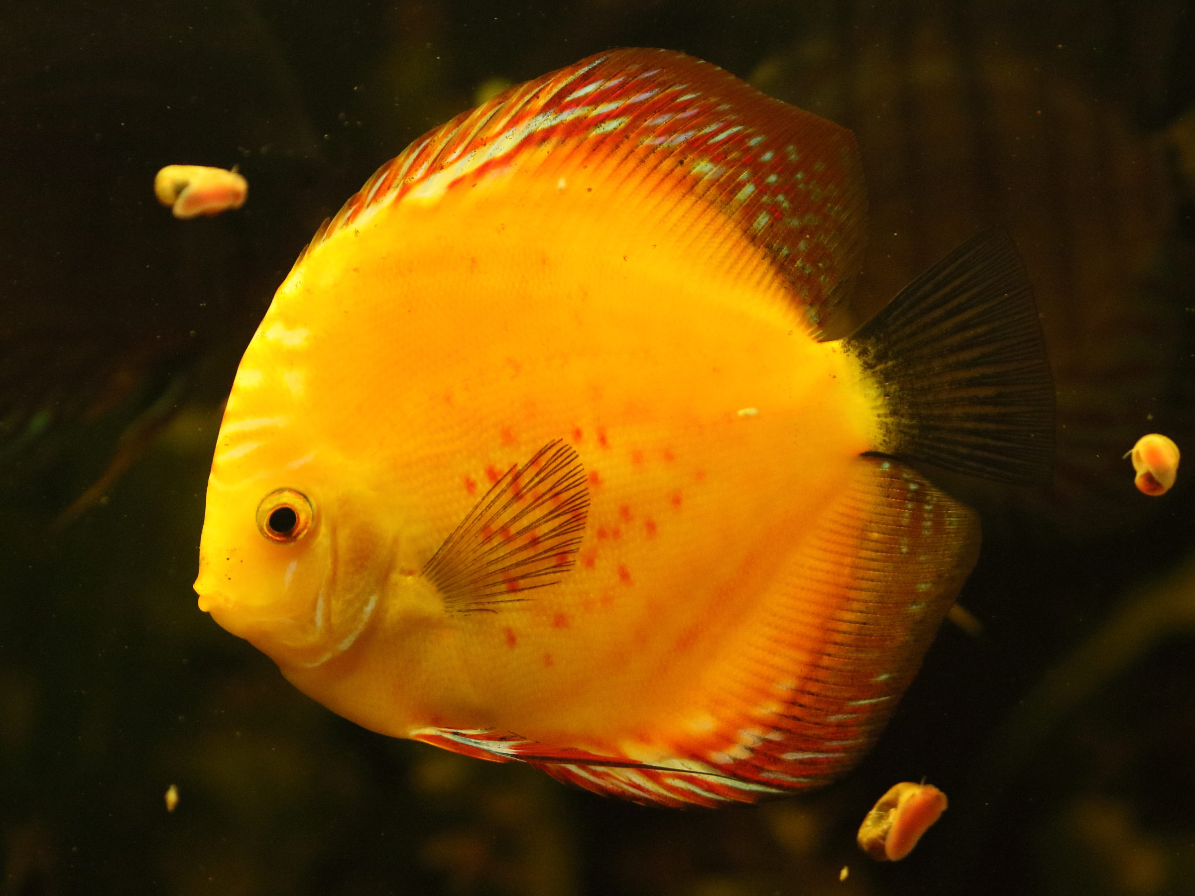 Afficher le média symphysodon_aequifasciatus6bd symphysodon_aequifasciatus6bd