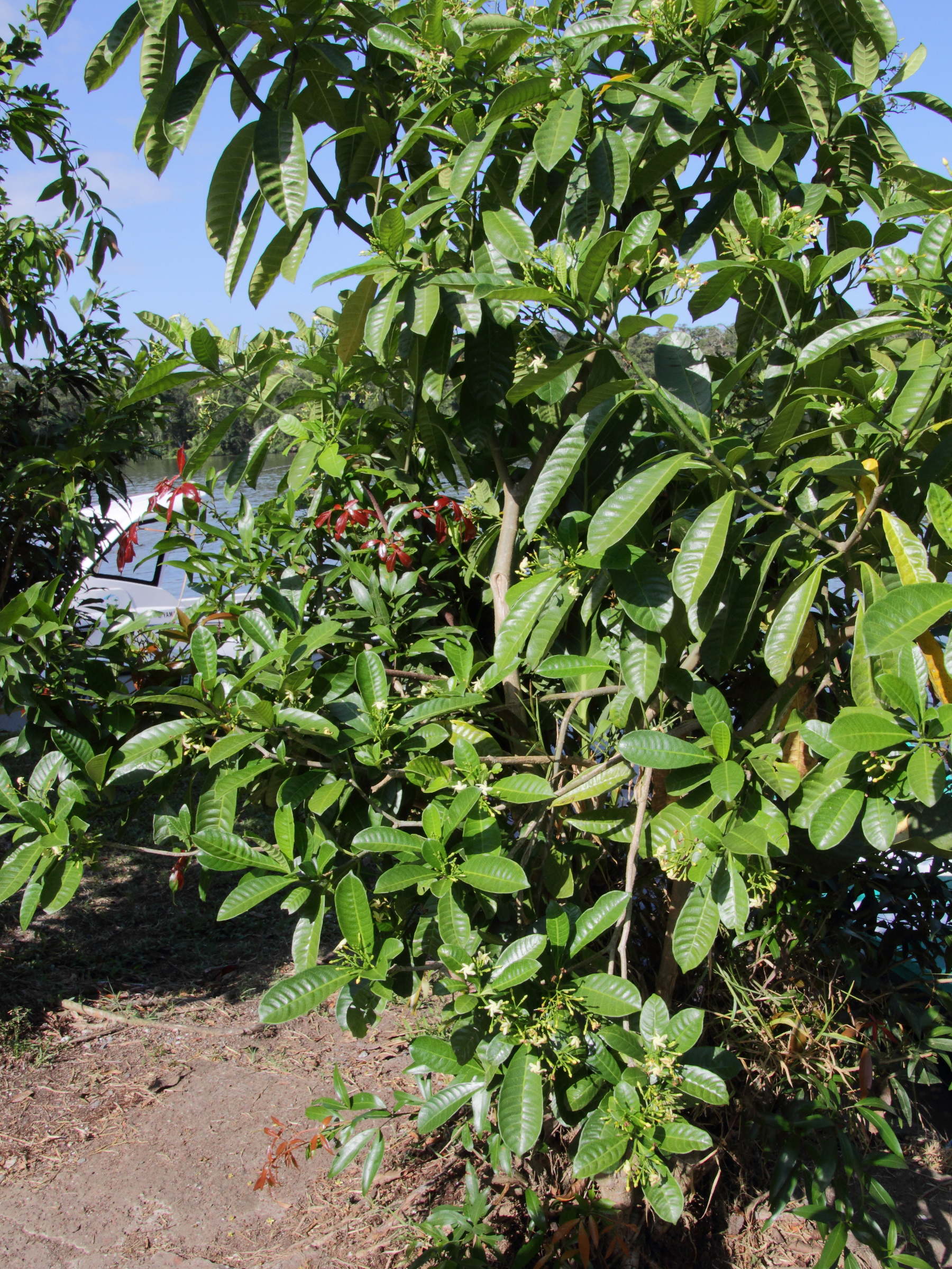 tabernaemontana_alba3md