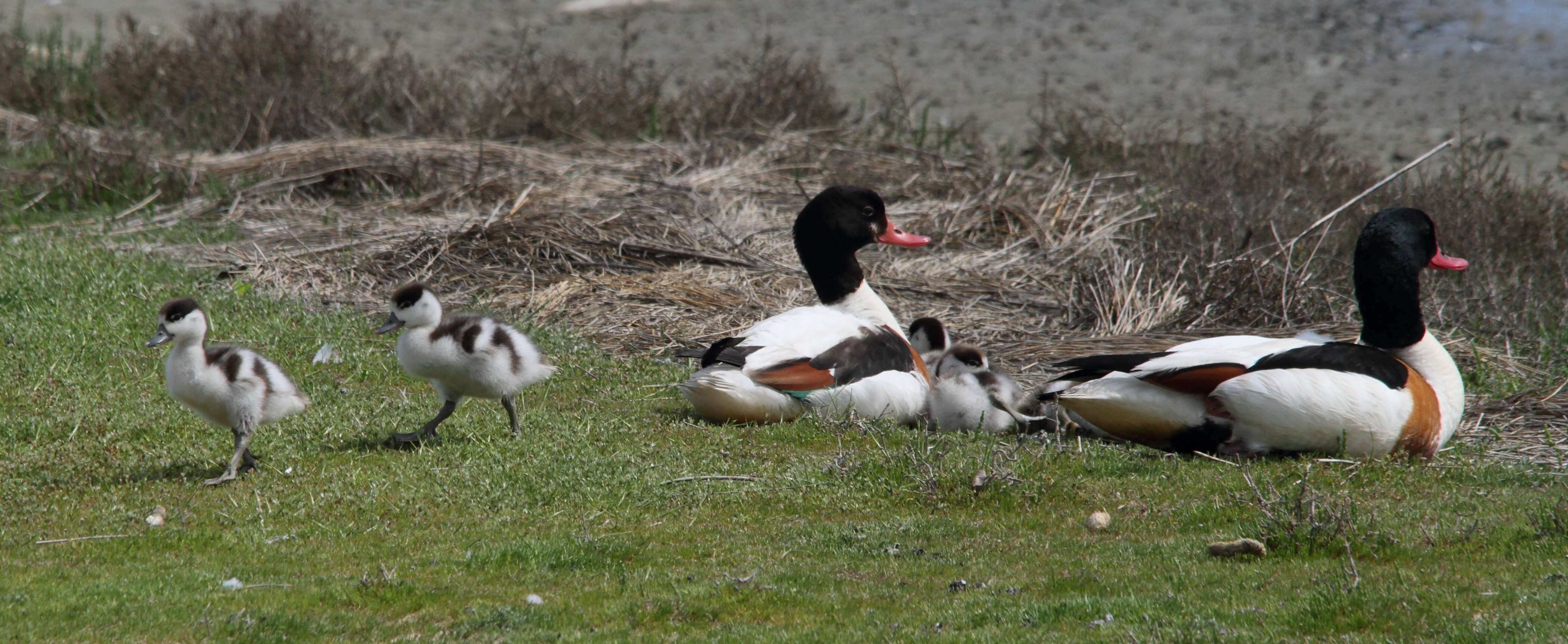 tadorne_de_belon_-_tadorna_tadorna1bd