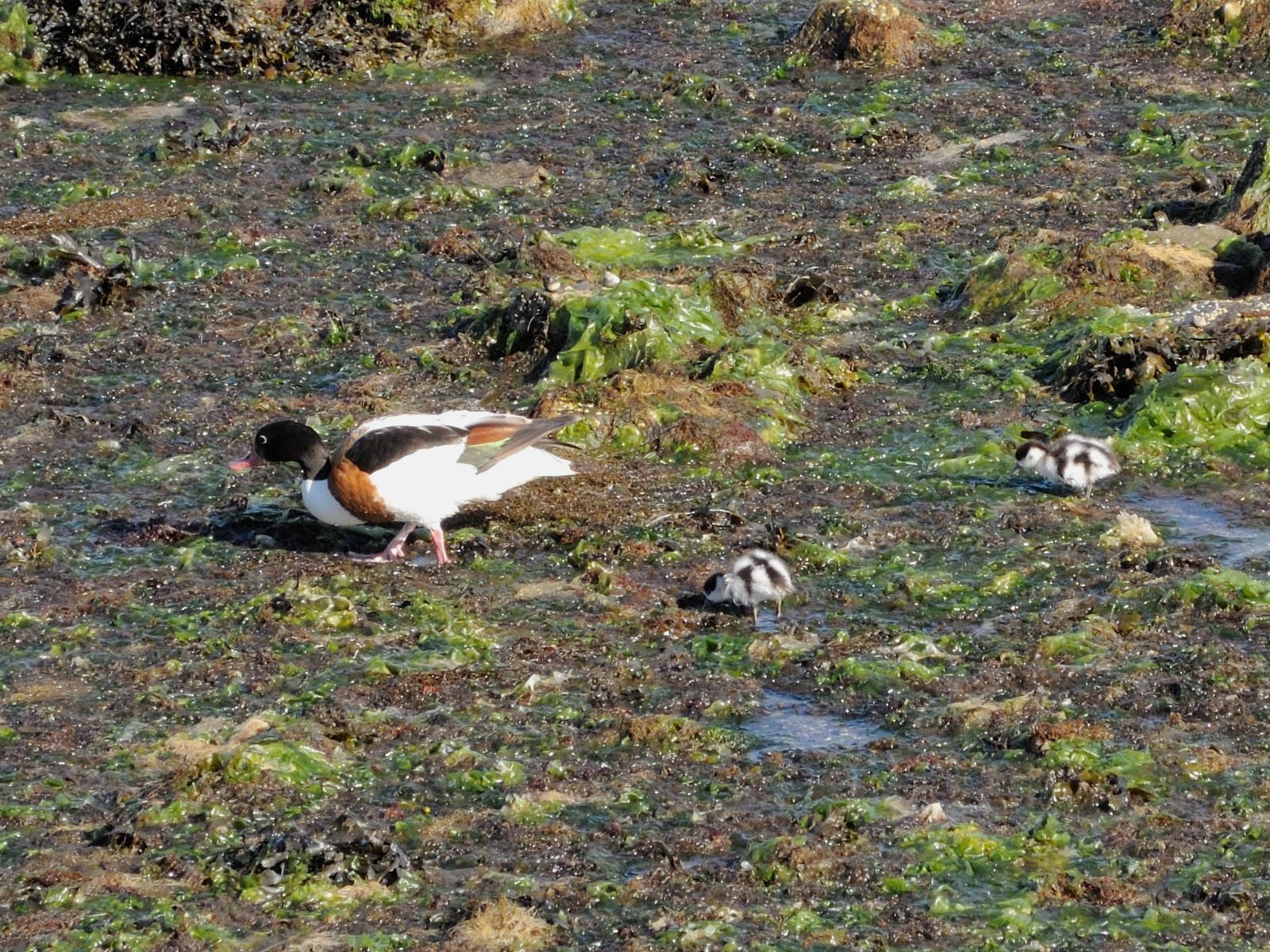 tadorne_de_belon_-_tadorna_tadorna6md