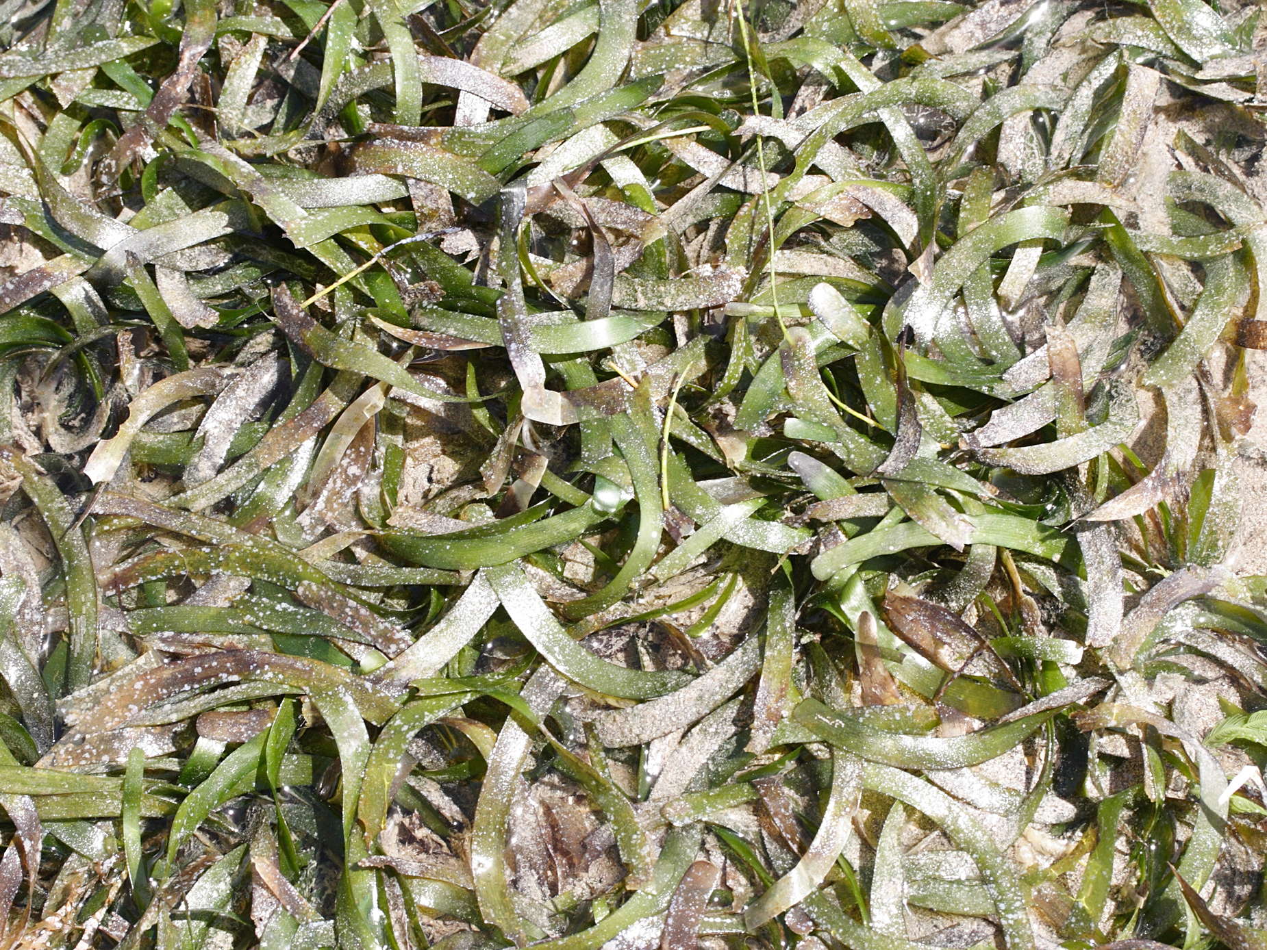 thalassia_testudinum2md