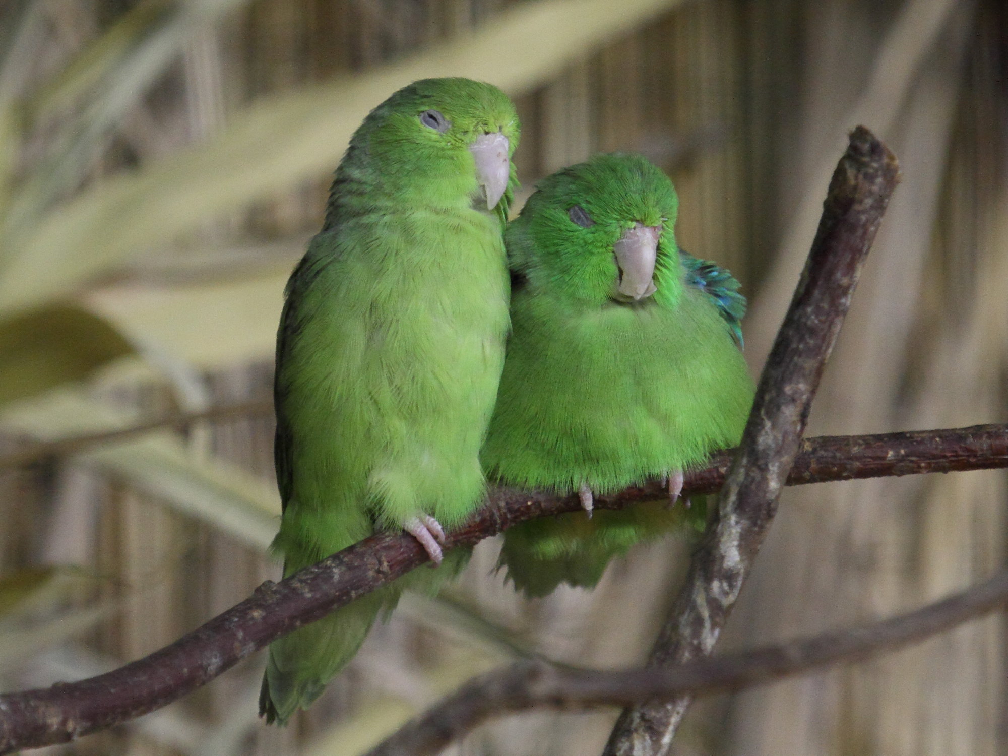 toui_celeste_-_forpus_coelestis1bd