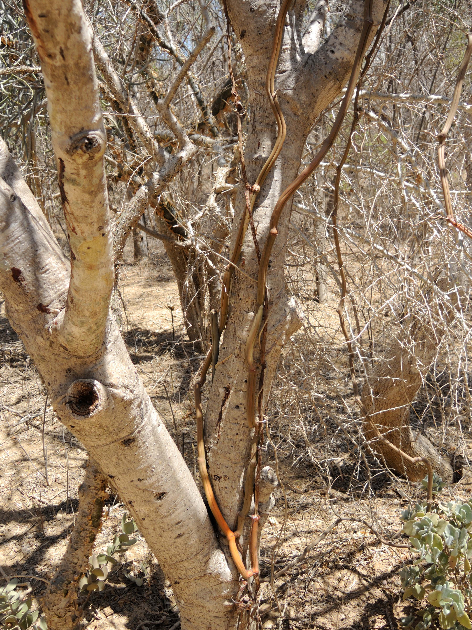 vanilla_madagascariensis1md