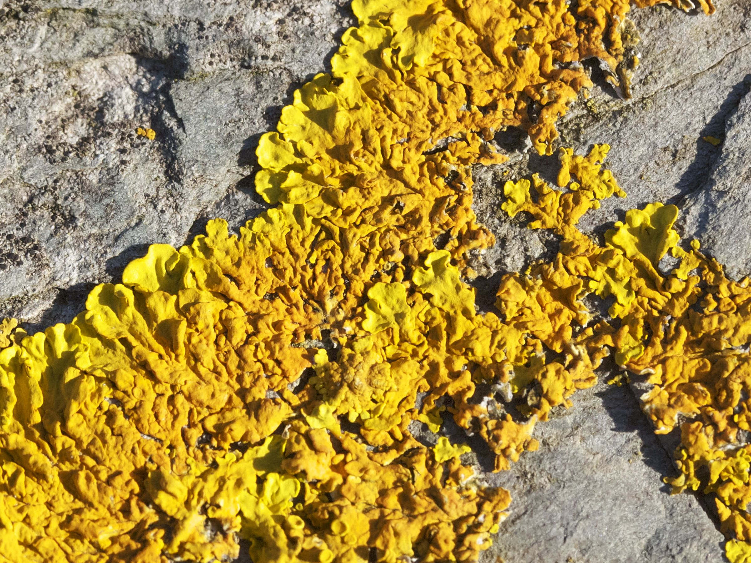 xanthoria_aureola2md