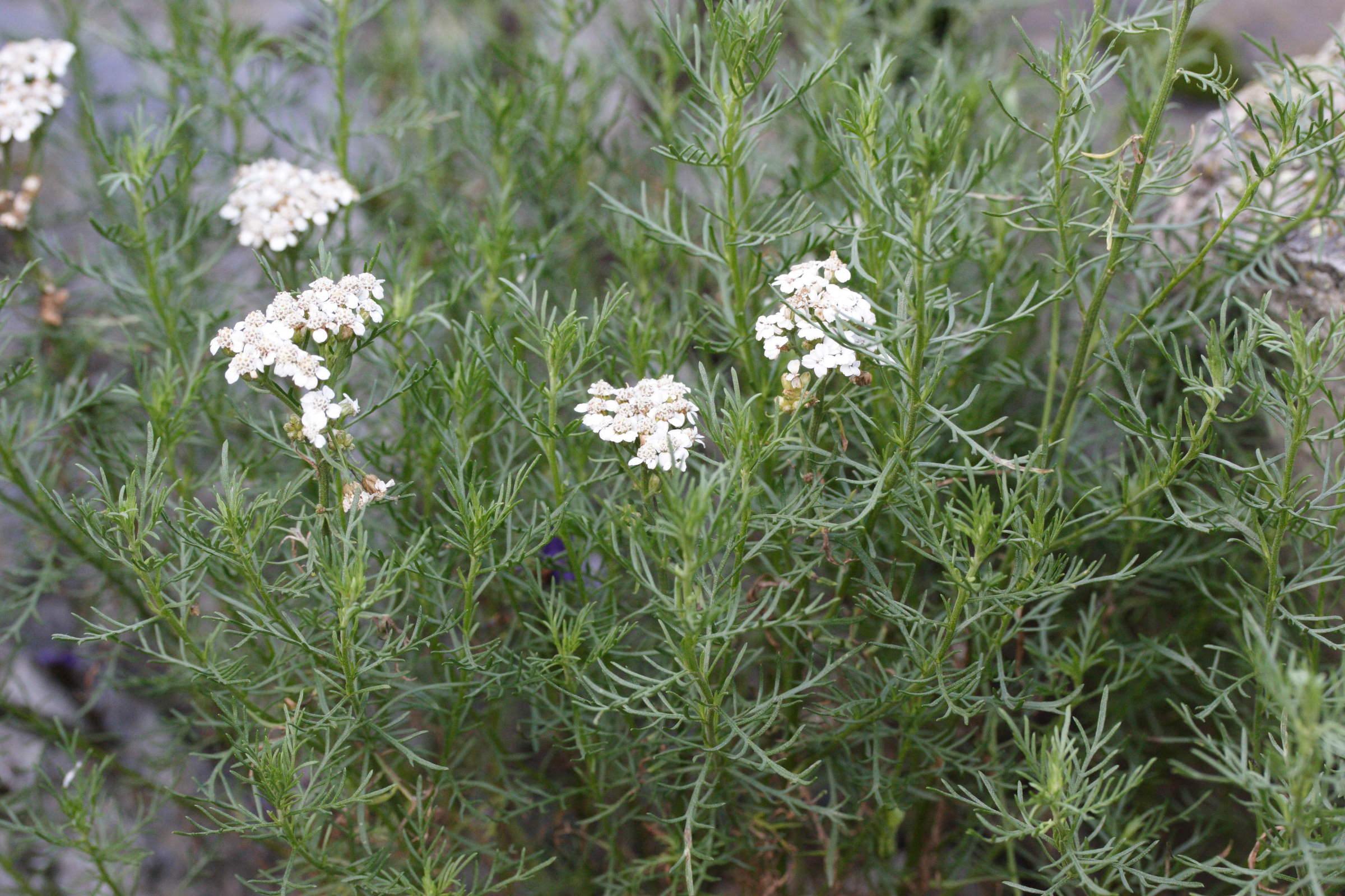 achillea_chamaemelifolia1md