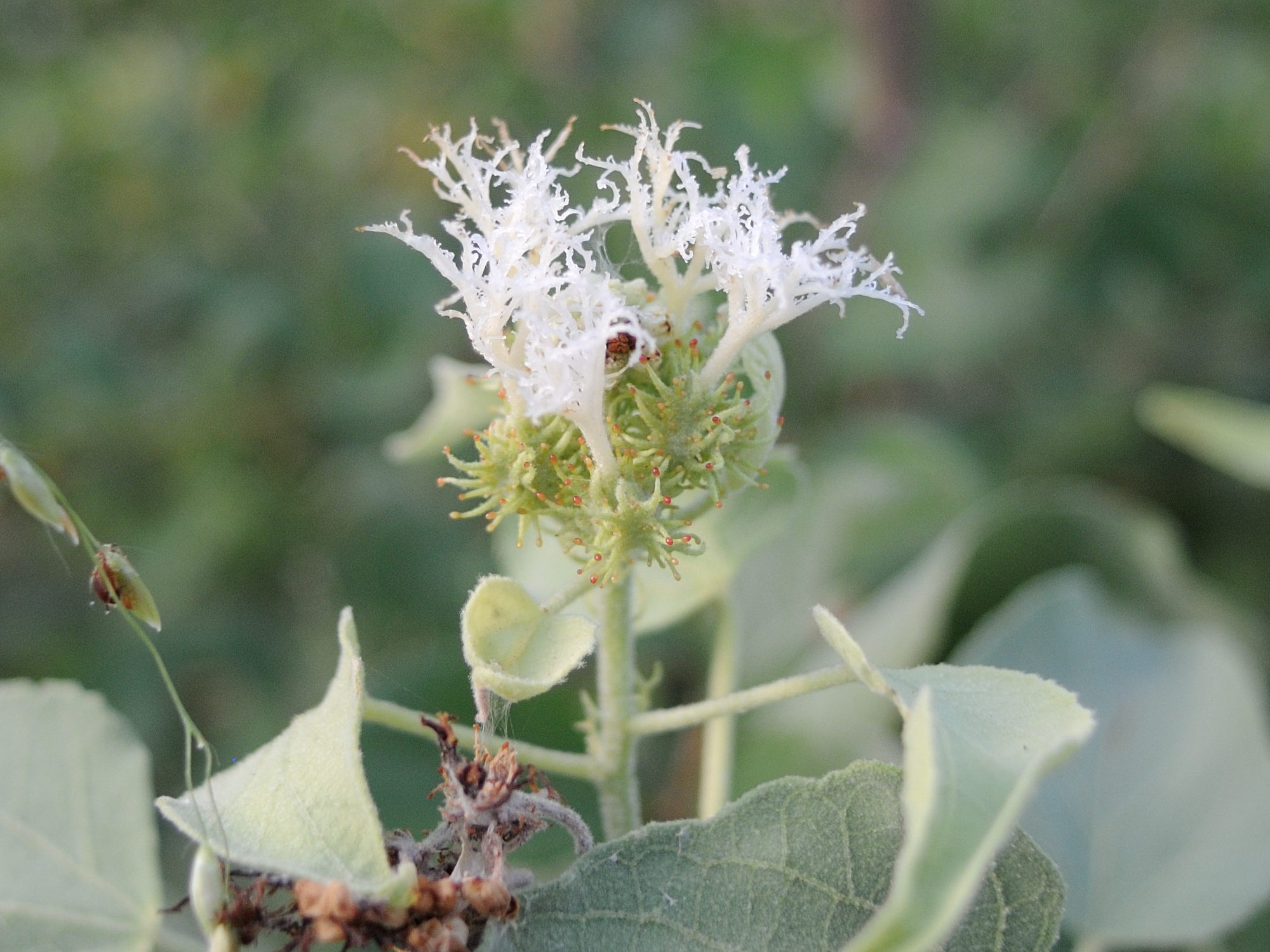 adenochlaena_leucocephala3md