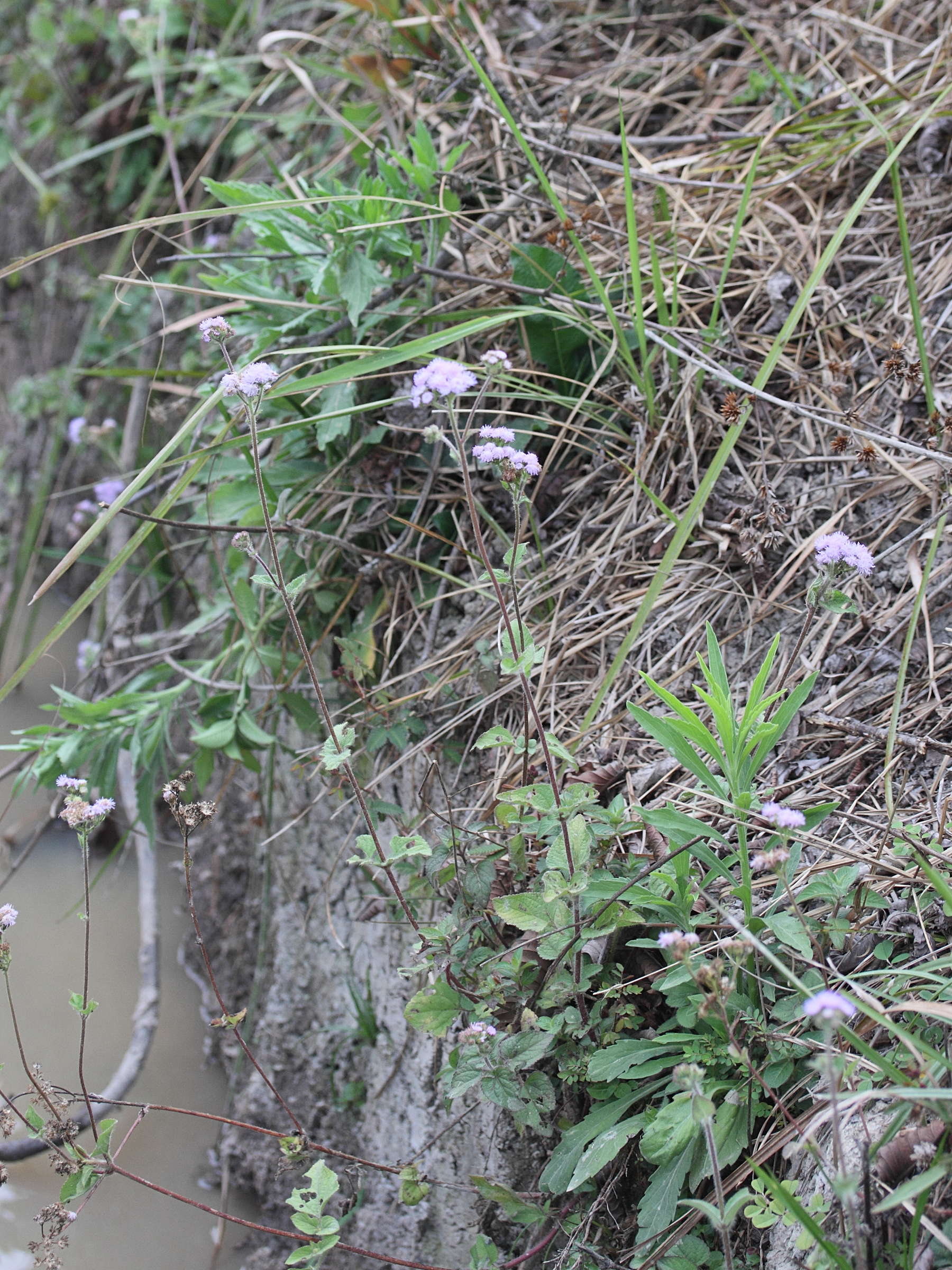 ageratum_conyzoides4md