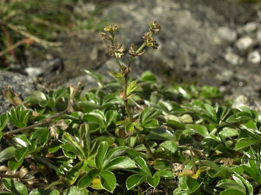 alchemilla_alpina2md