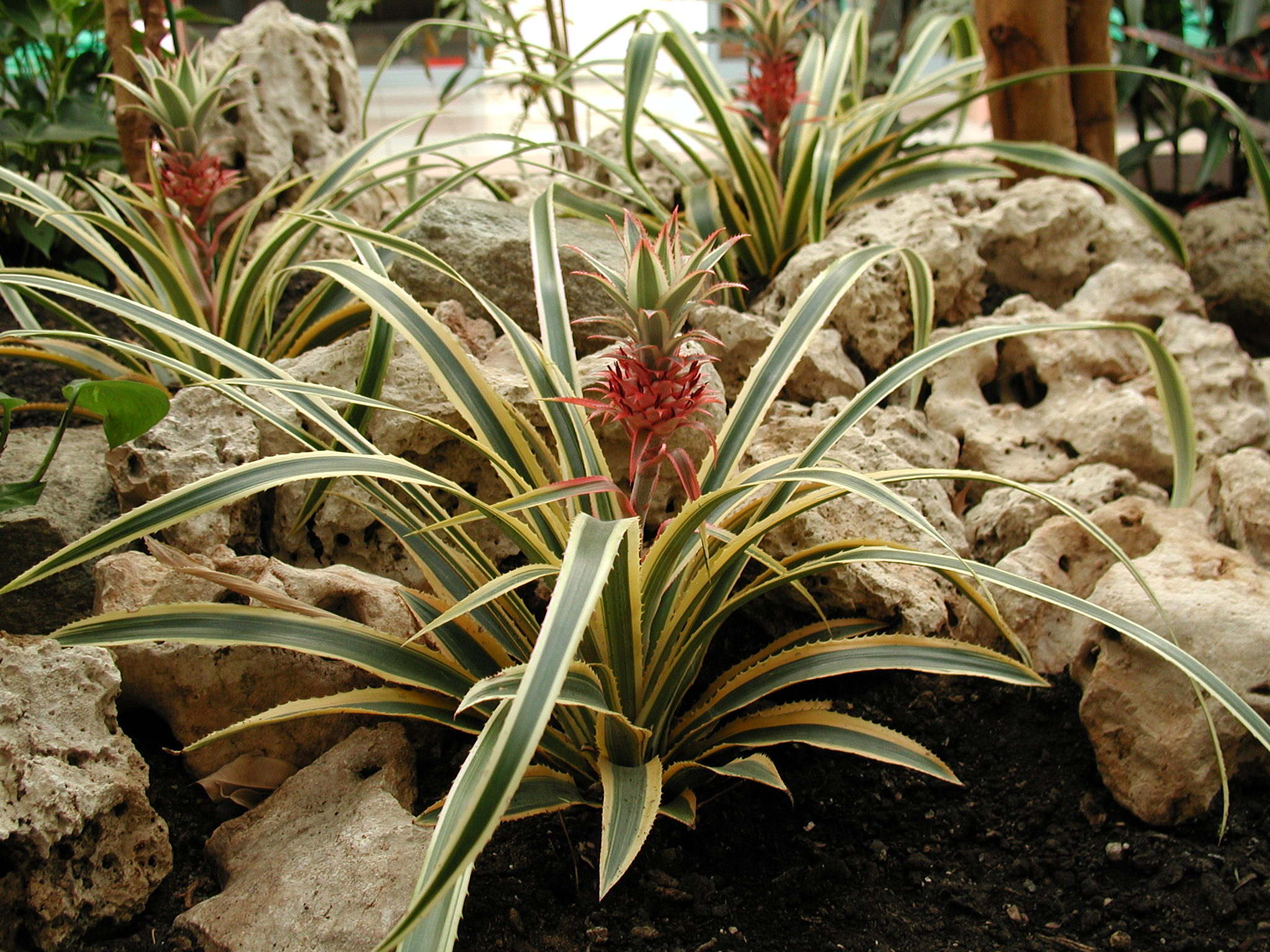 ananas_bracteatus_tricolor1md
