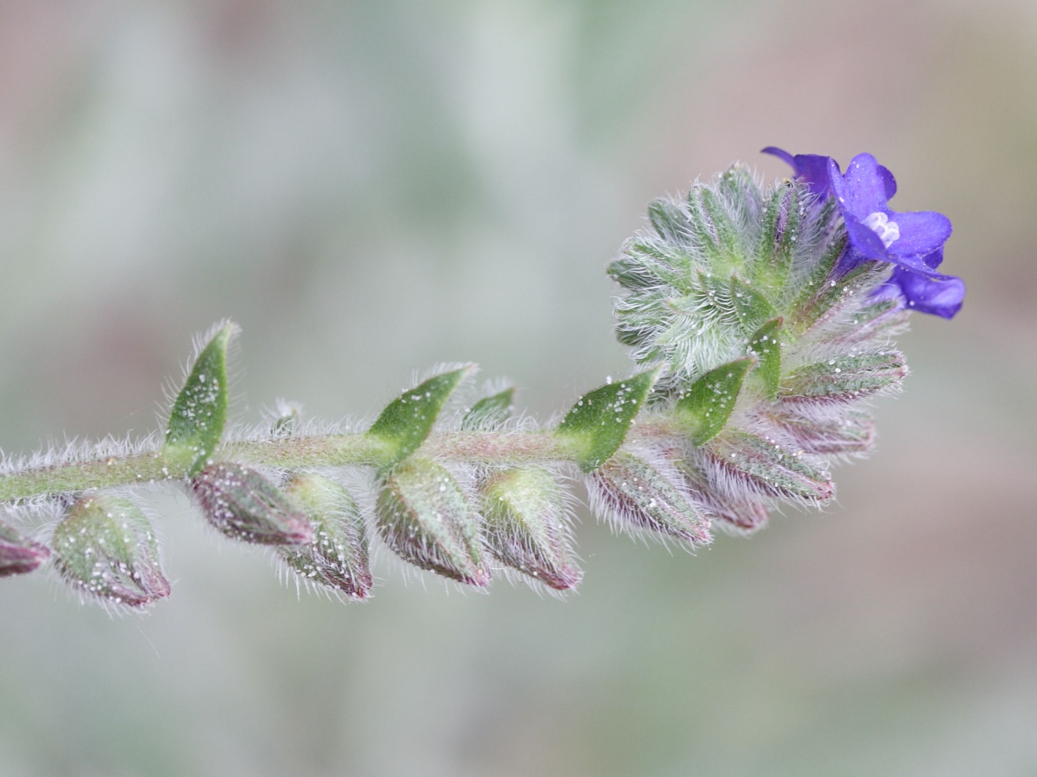 Afficher le média anchusa_officinalis5md anchusa_officinalis5md