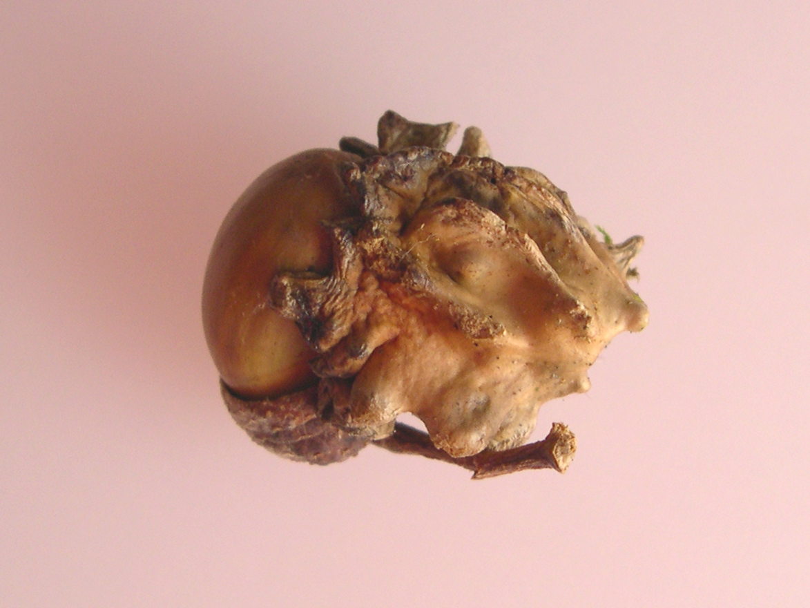 andricus_quercuscalicis_galle1md