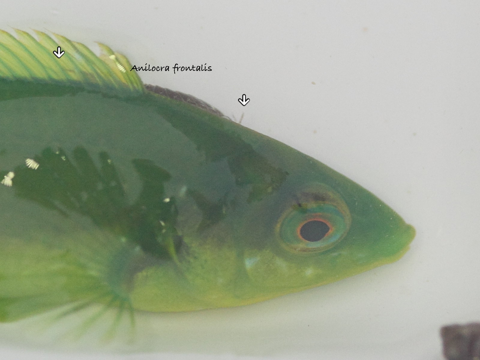 anilocra_frontalis2md