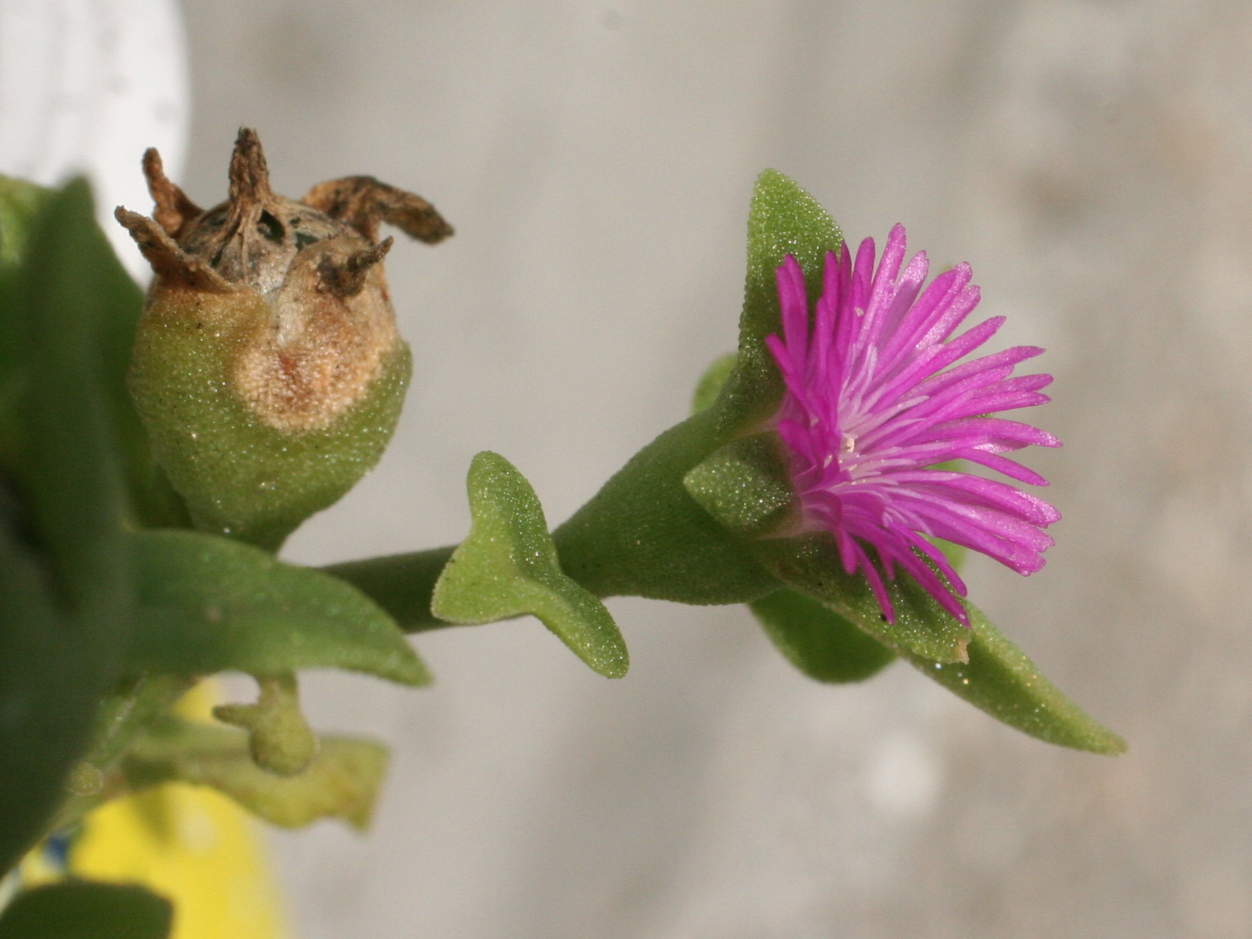 Afficher le média aptenia_cordifolia3amd aptenia_cordifolia3amd