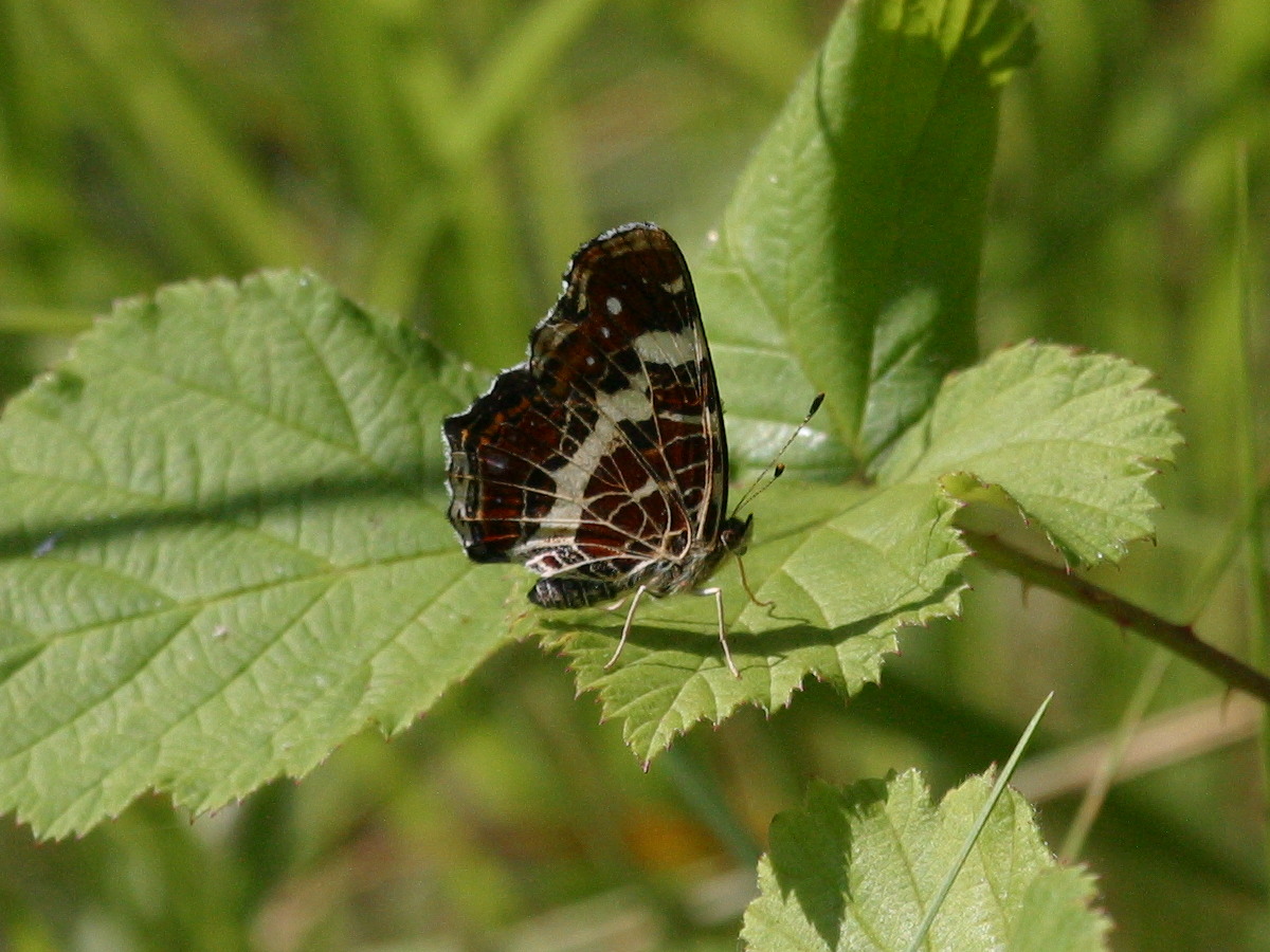 araschnia_levana_prorsa2bd