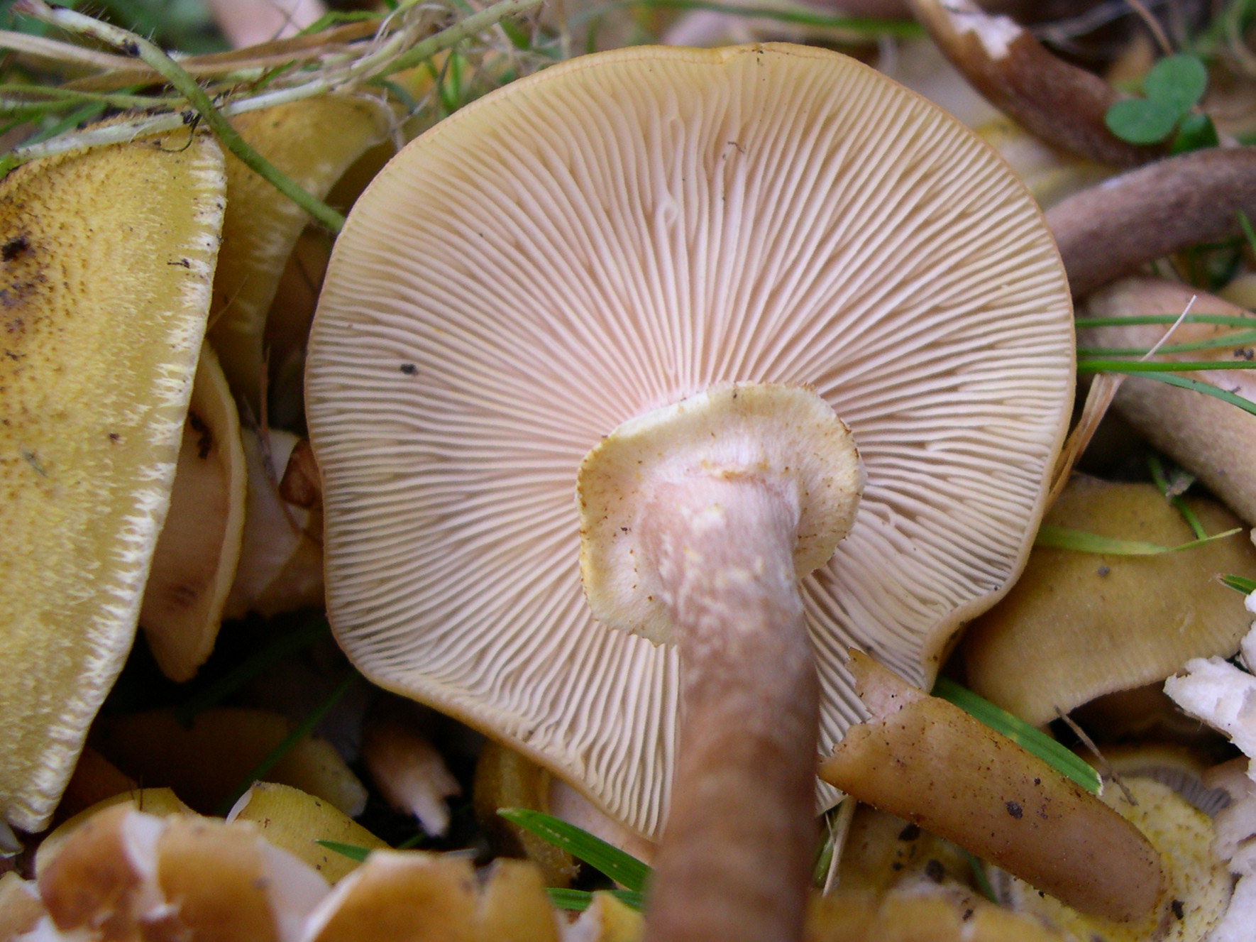 armillaria_mellea3md