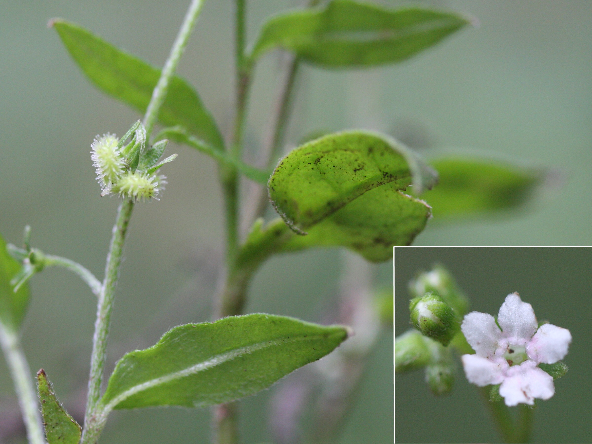 bothriospermum_zeylanicum2md