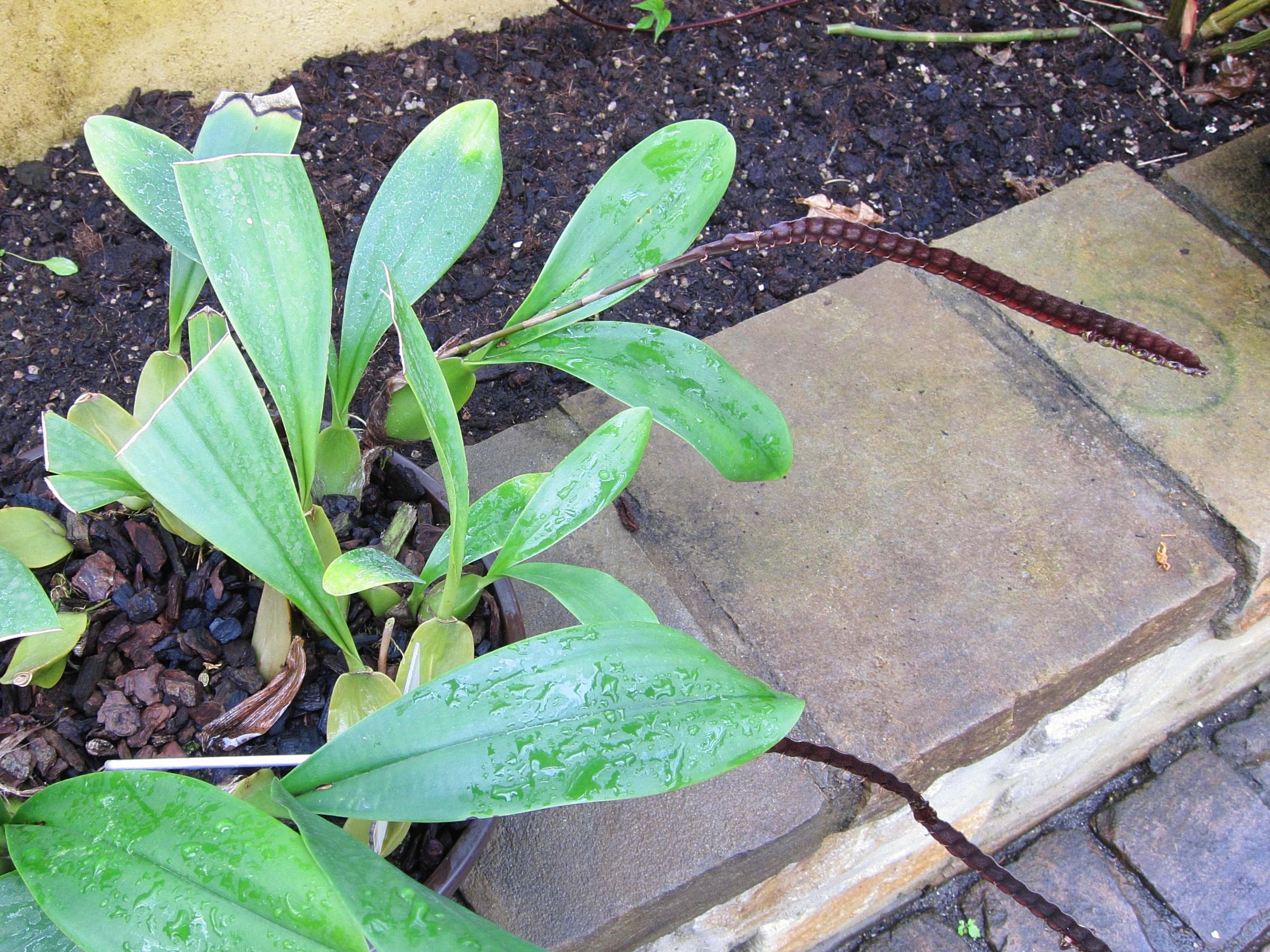 bulbophyllum_injoloense1bd