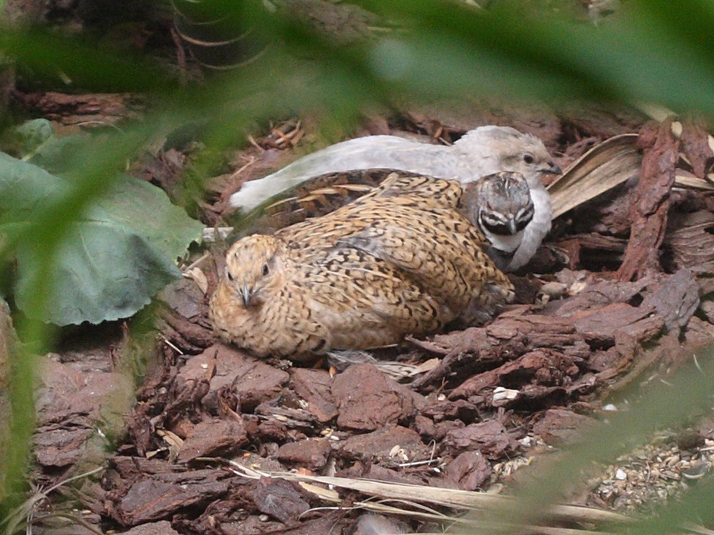 caille_peinte_de_chine_-_coturnix_chinensis4bd