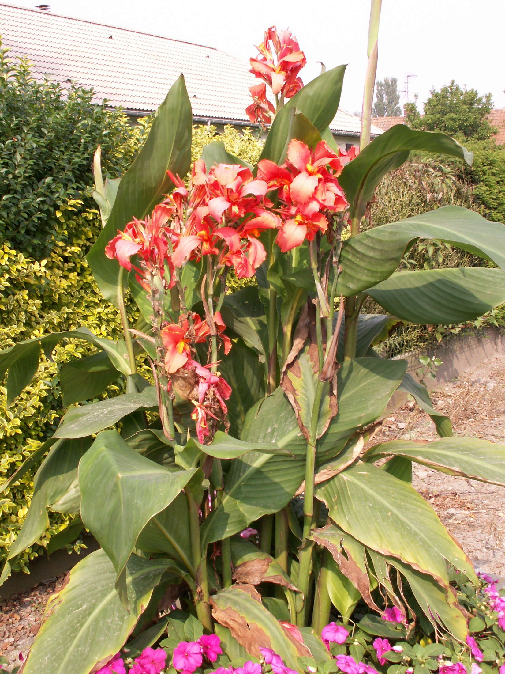canna_sp1md
